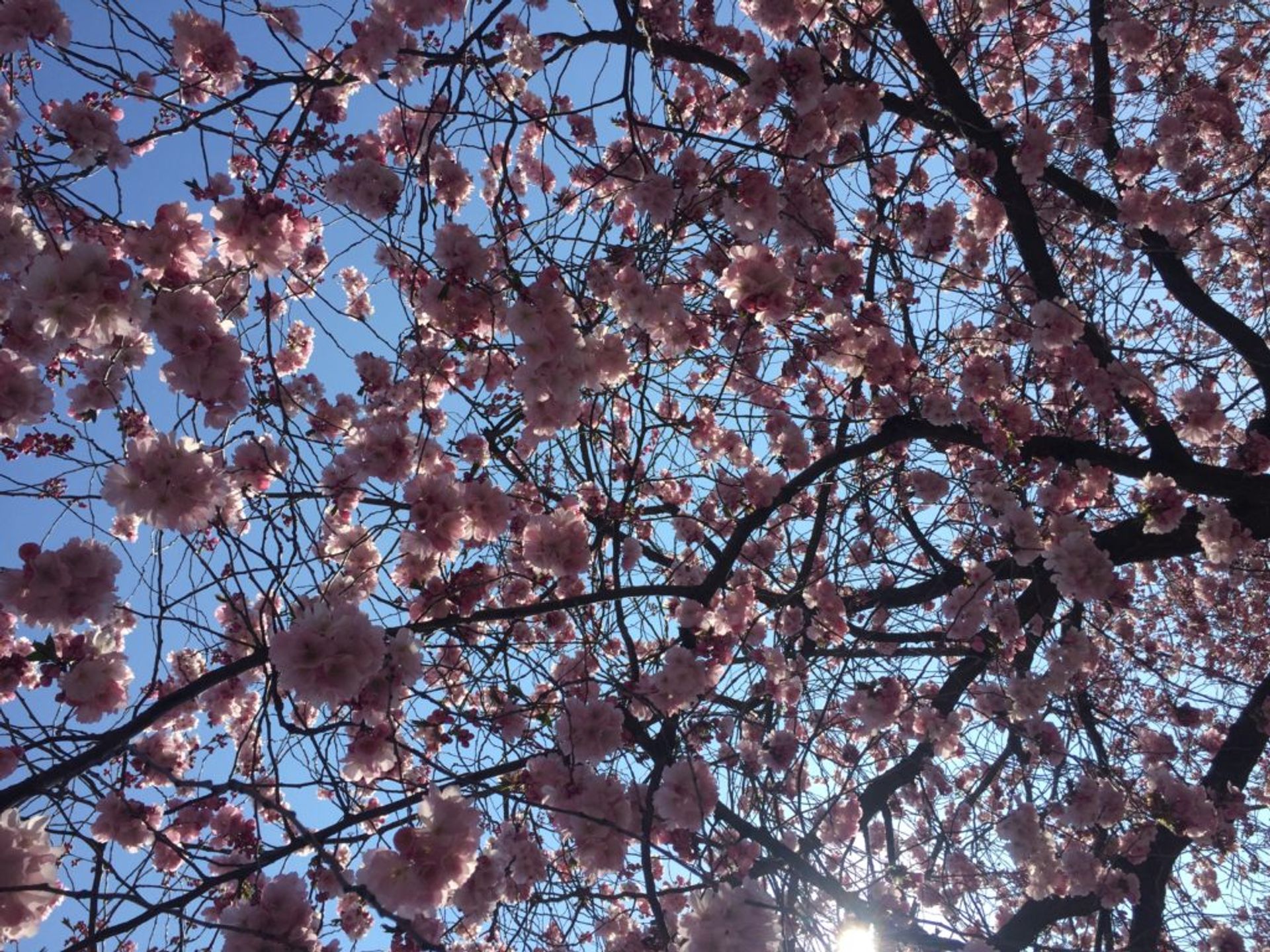 Sakura in Stockholm