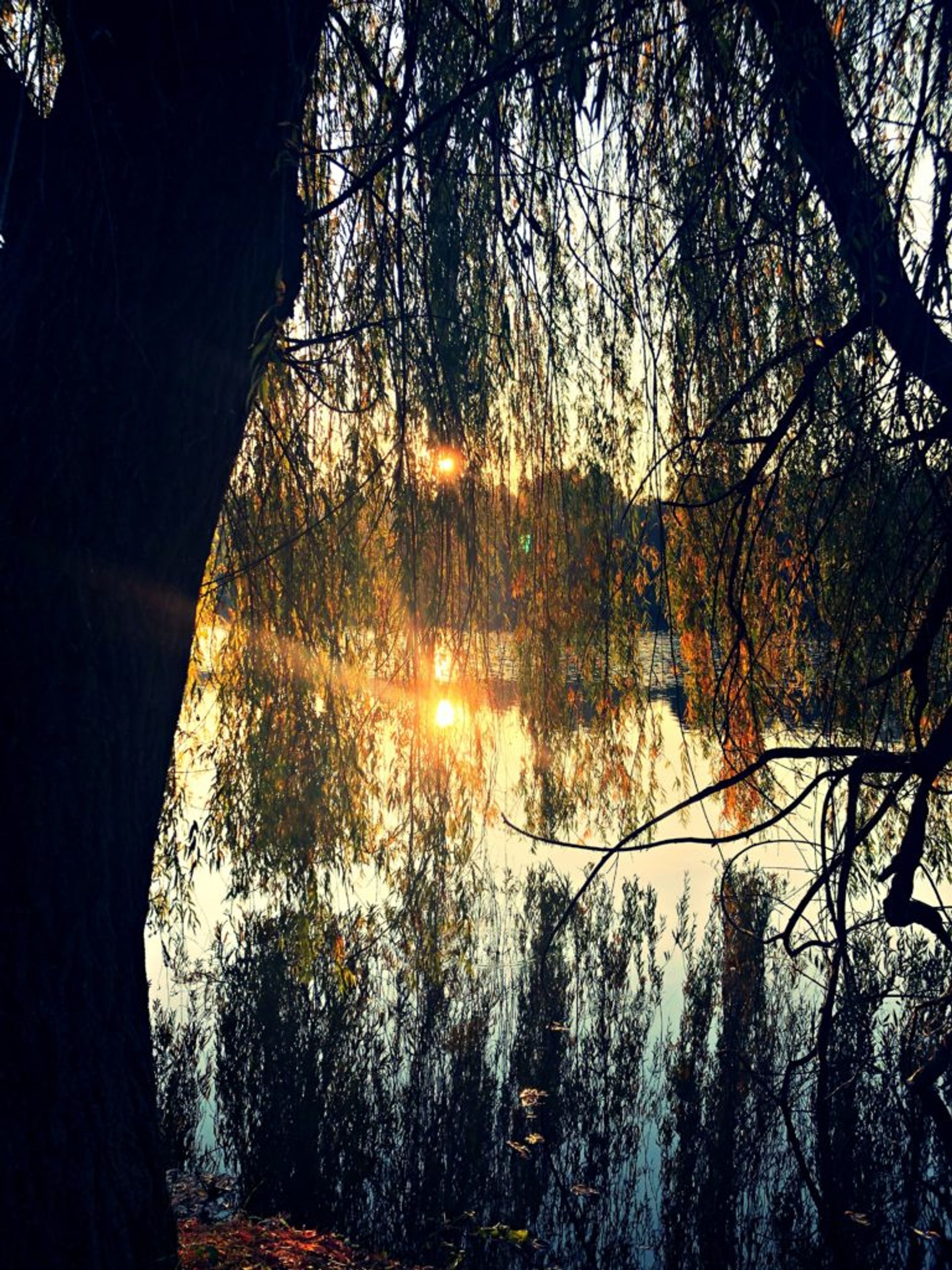 Sun shining on a lake.