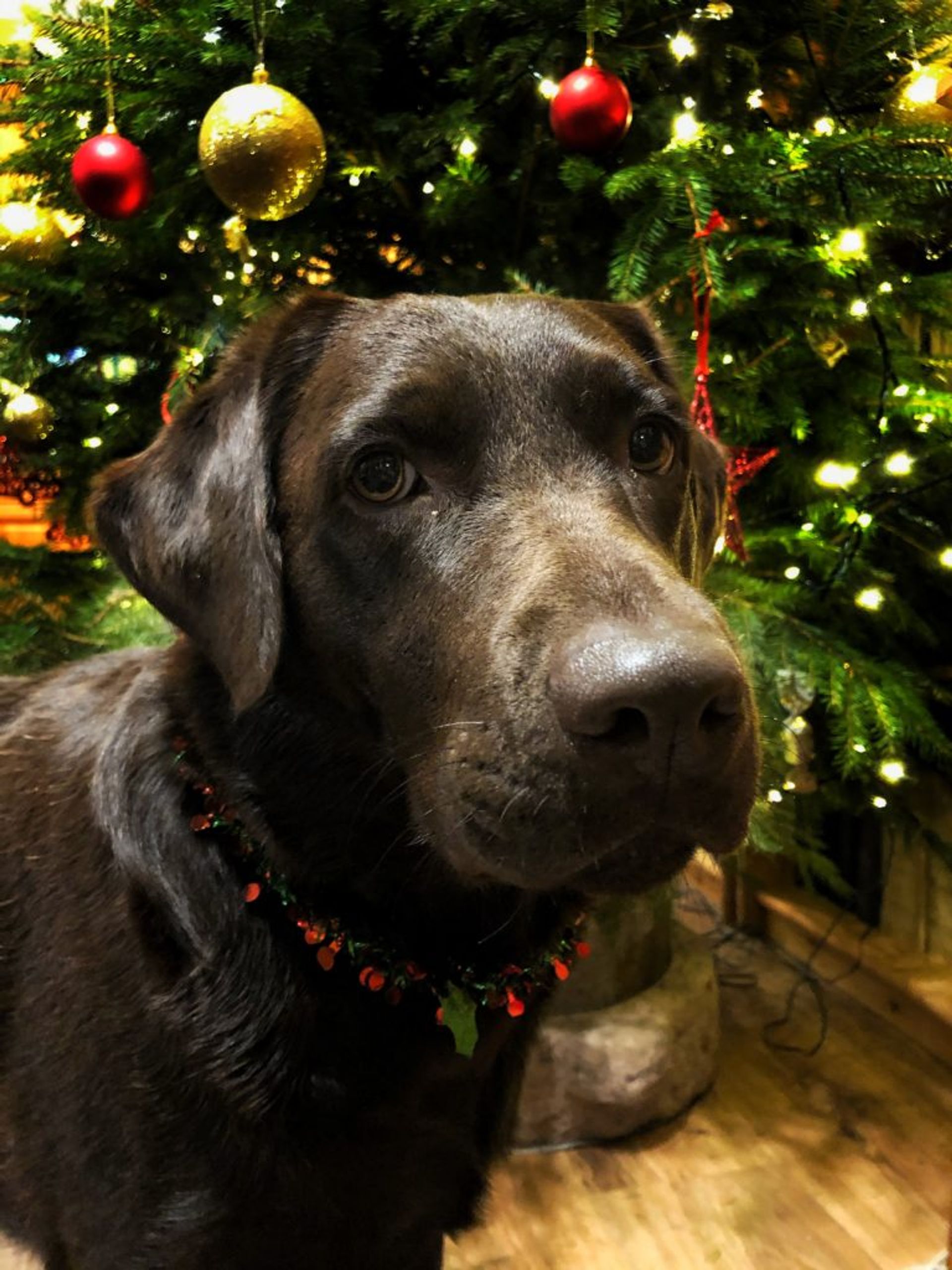 A brown labrador.