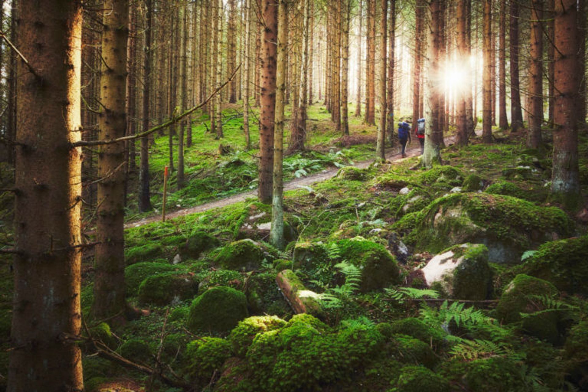 Two people walking on a path through a forest.