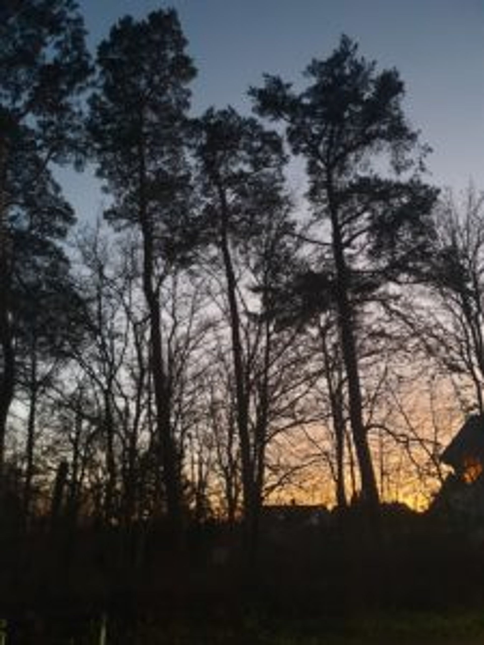 Trees silhouetted against a sunset.