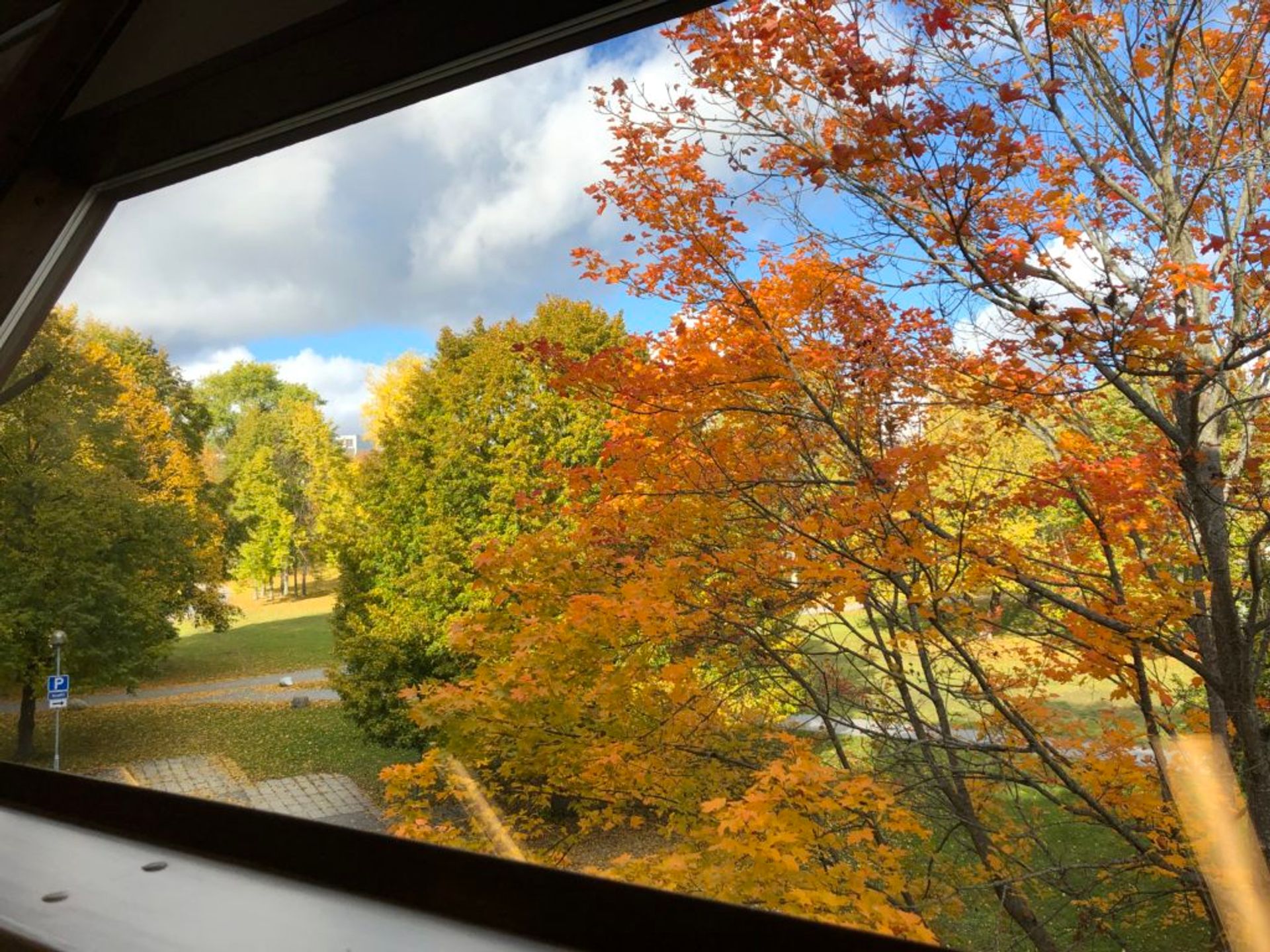 Trees with green and orange leaves. 