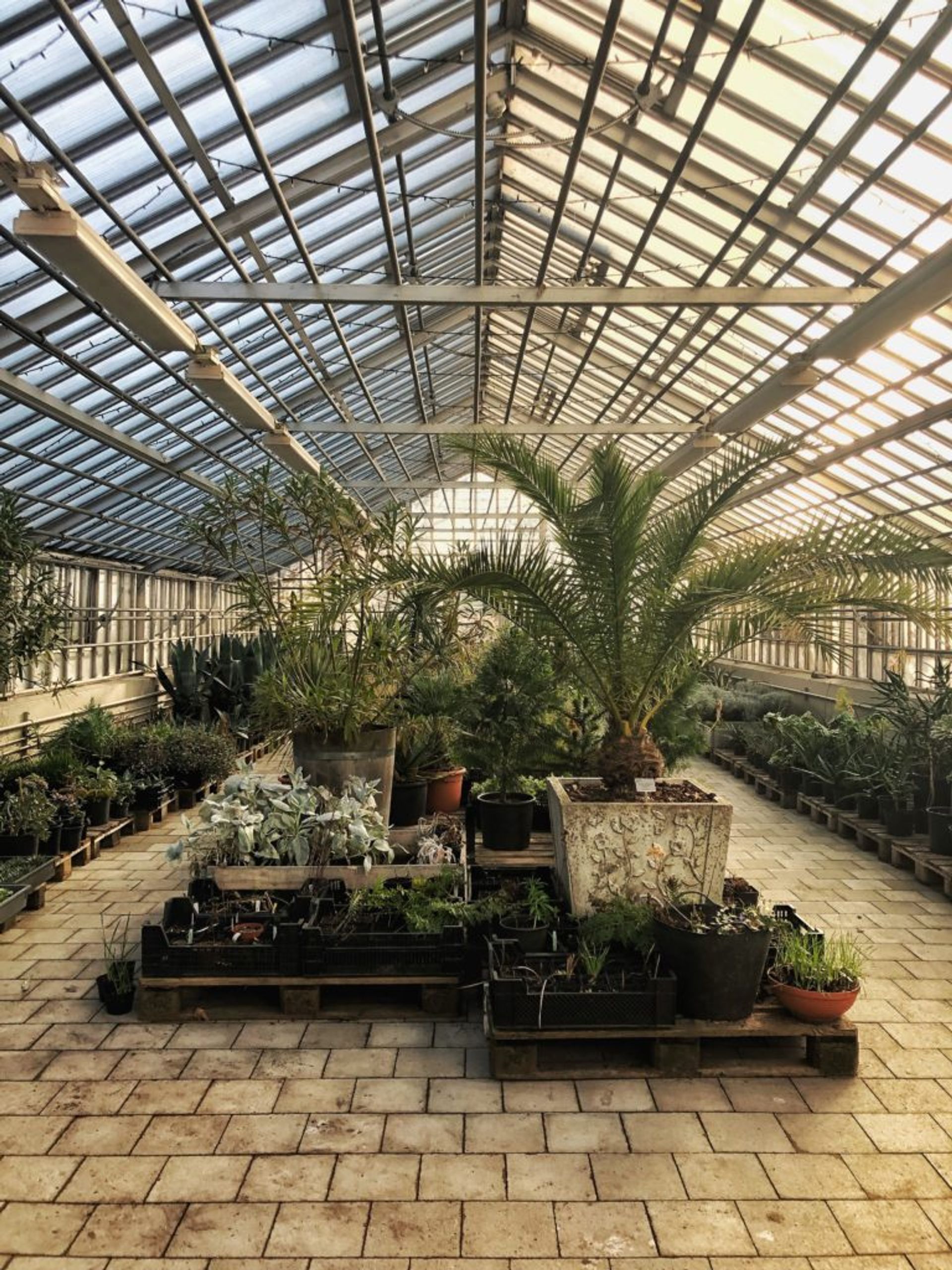 Tropical plants inside a large greenhouse.