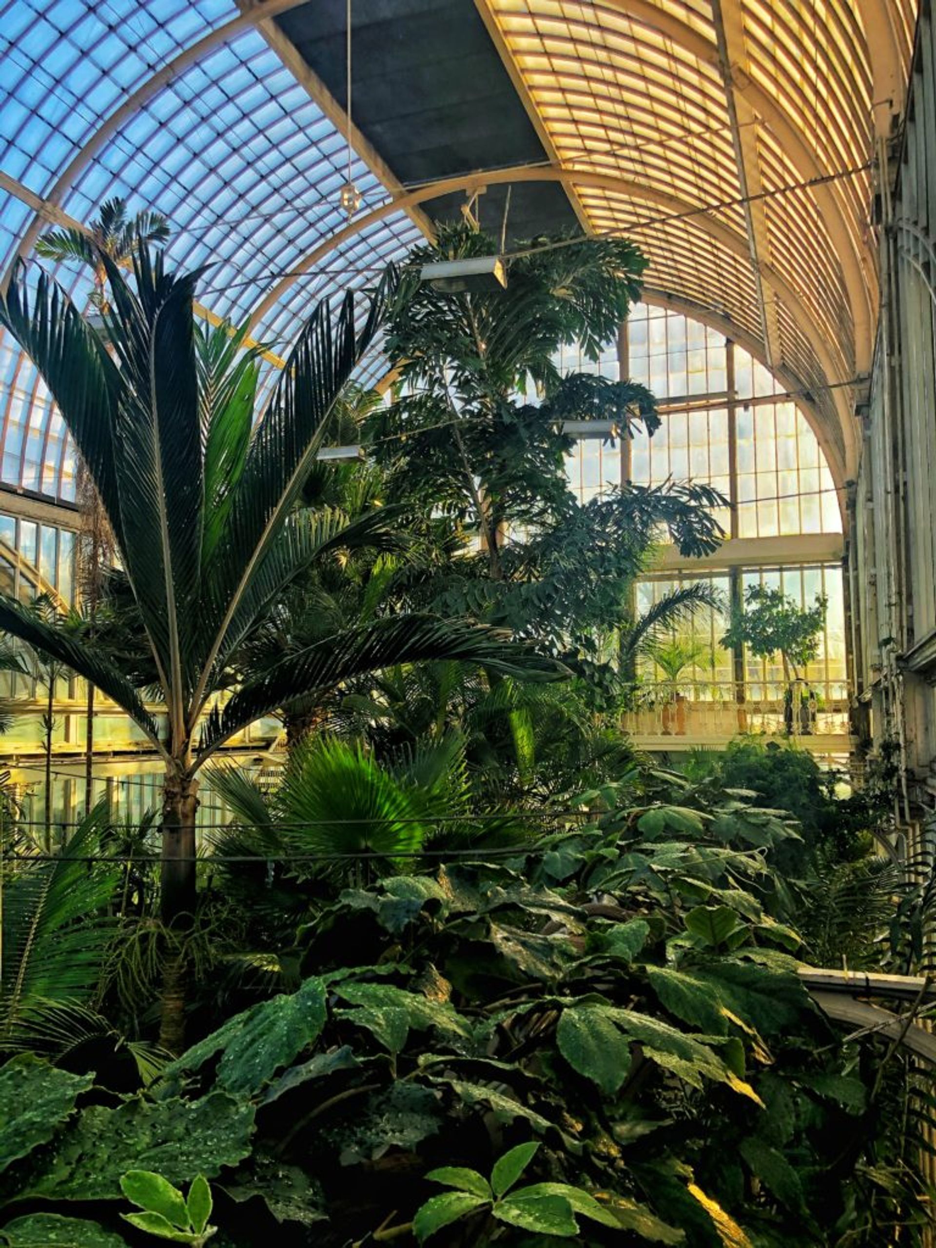 Palm trees in a large greenhouse.