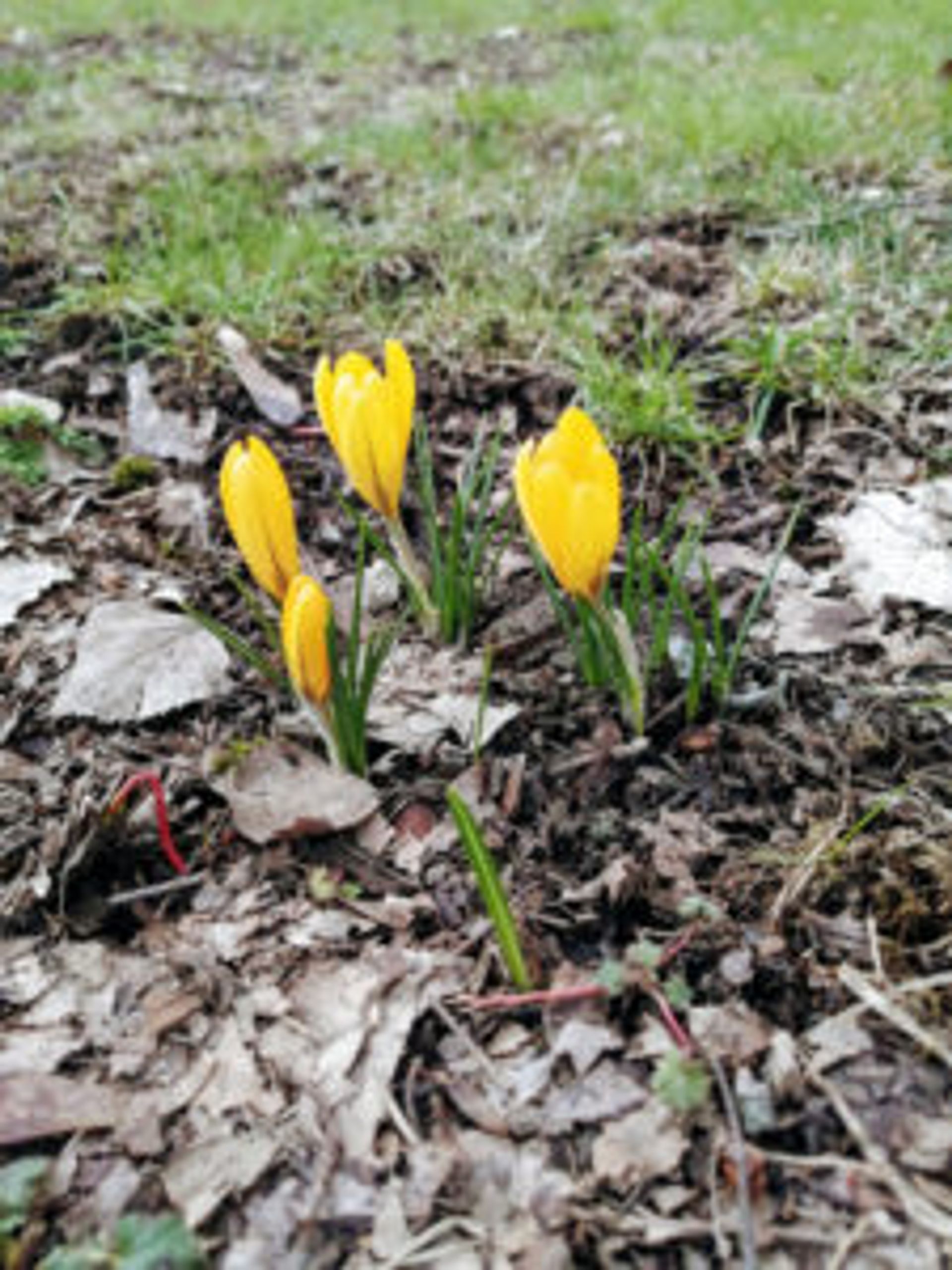 Yellow crocuses peeking out of the ground.