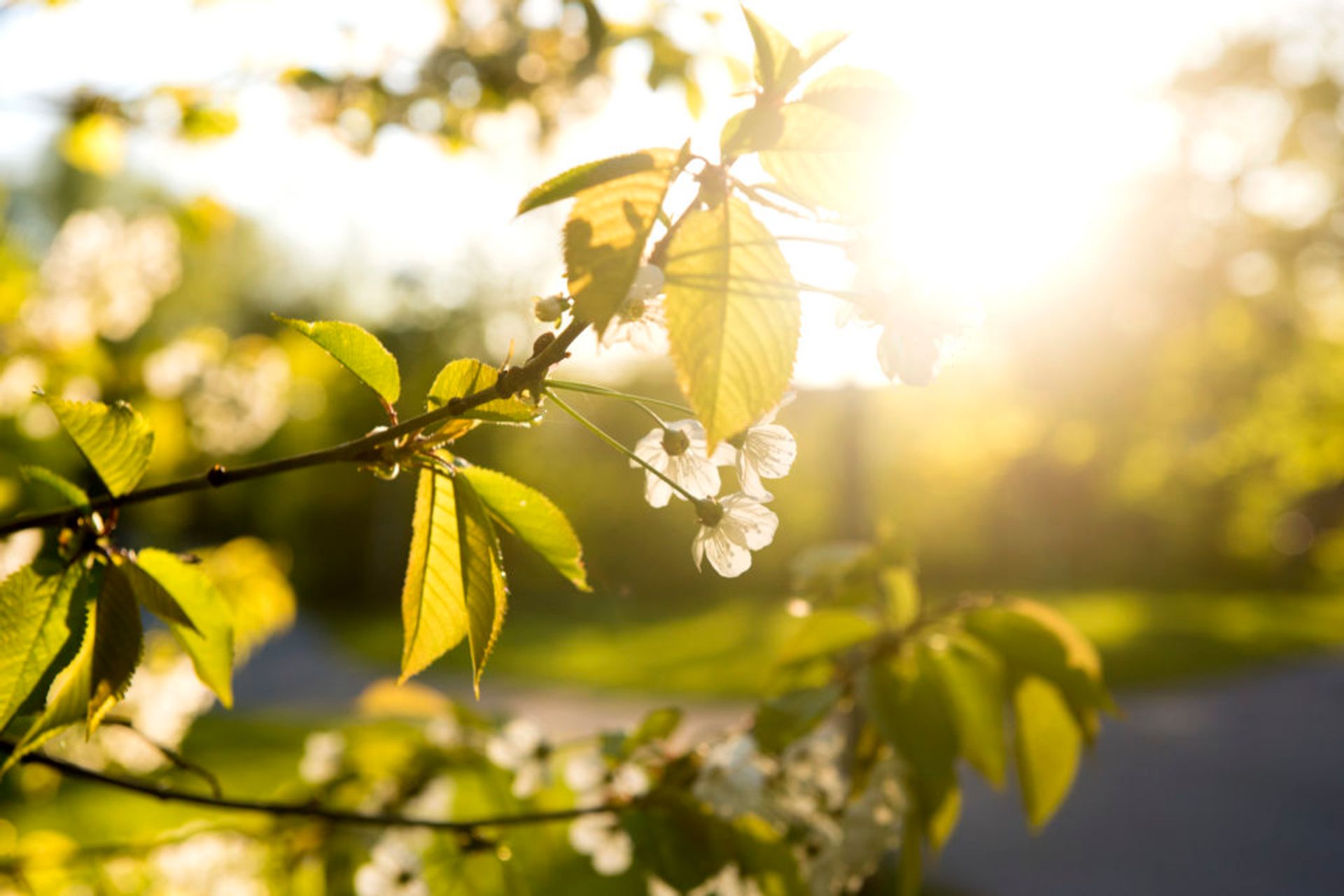 Cherry Blossoms.