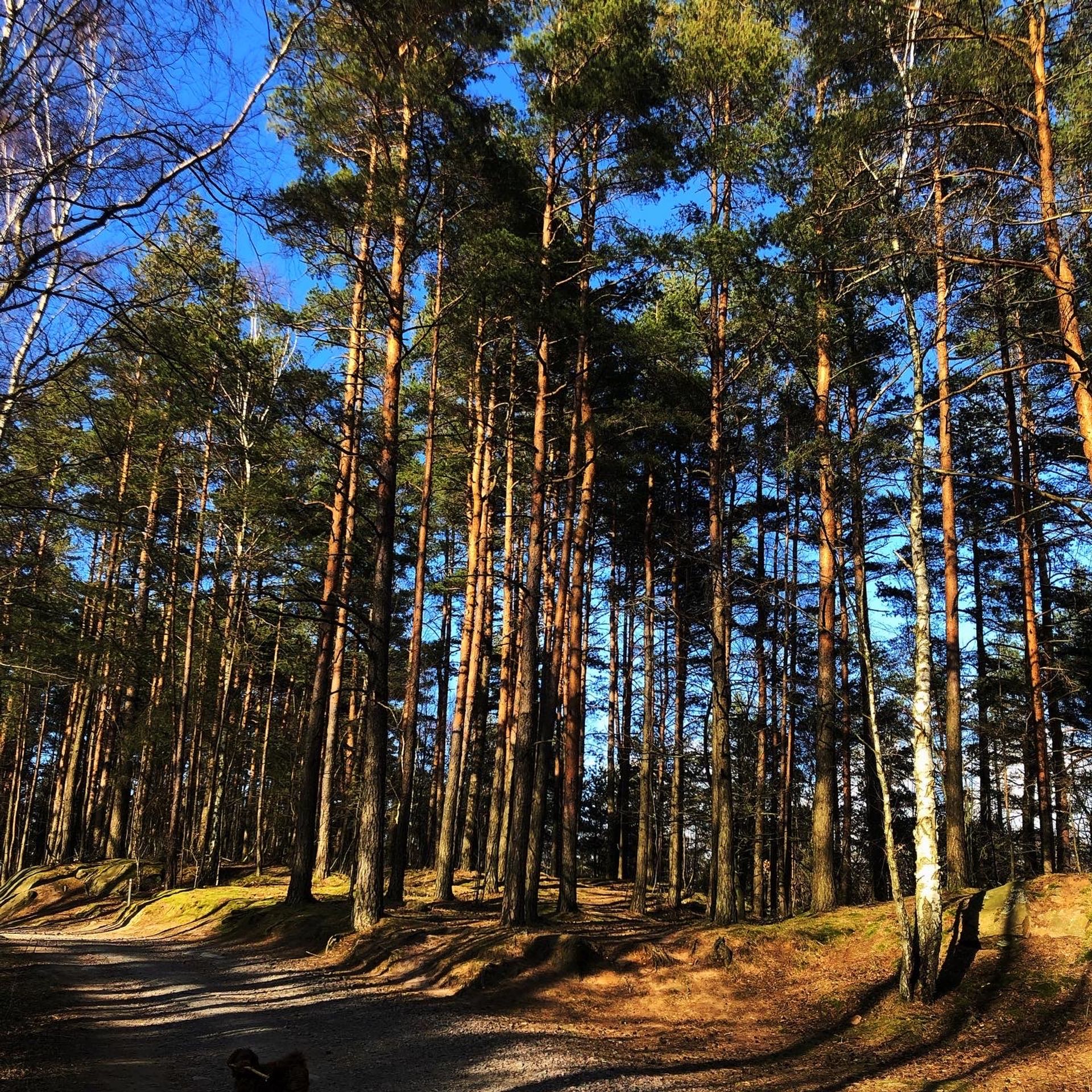 Pine tree forrest.