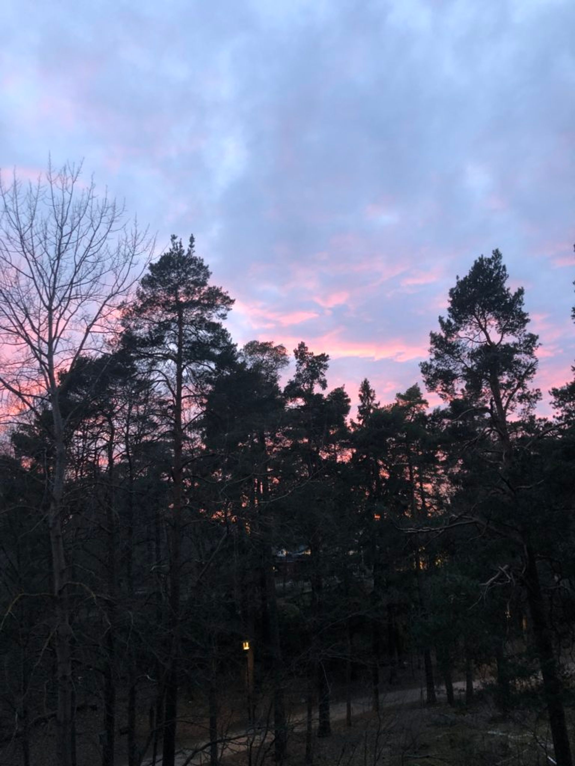 Pink sky and trees.