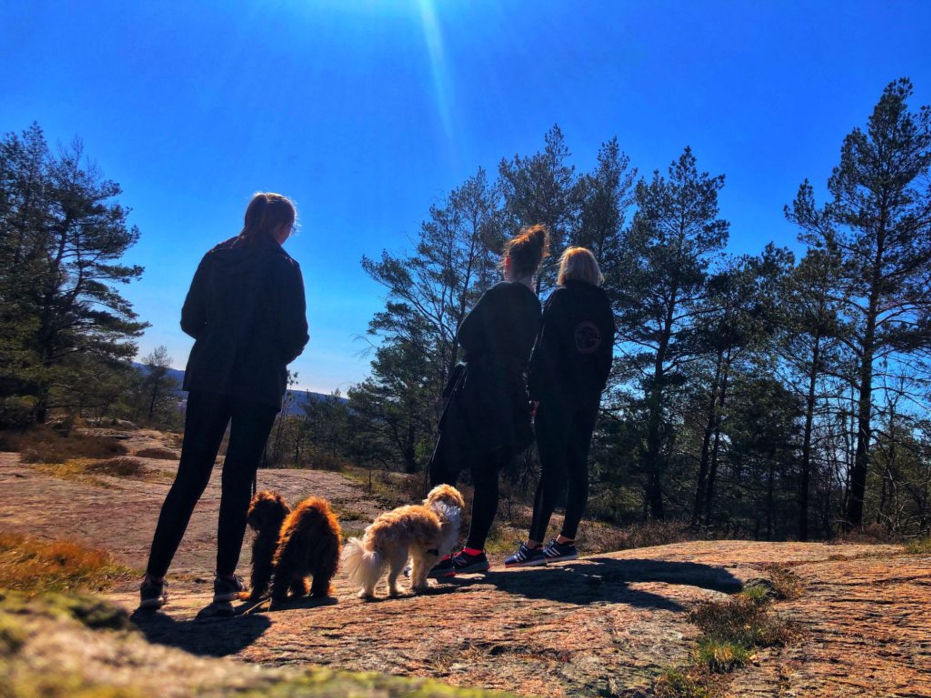 Three people and two dogs standing in a forest.