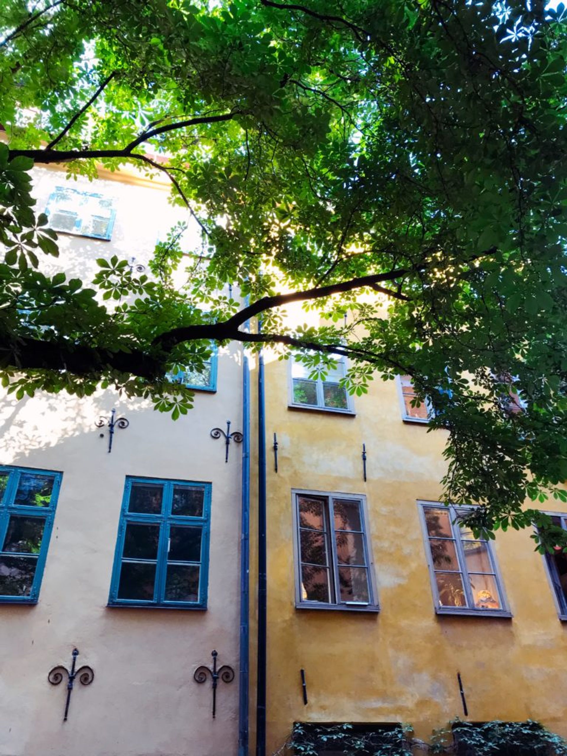 A sycamore tree in Stockholm's Old Town.