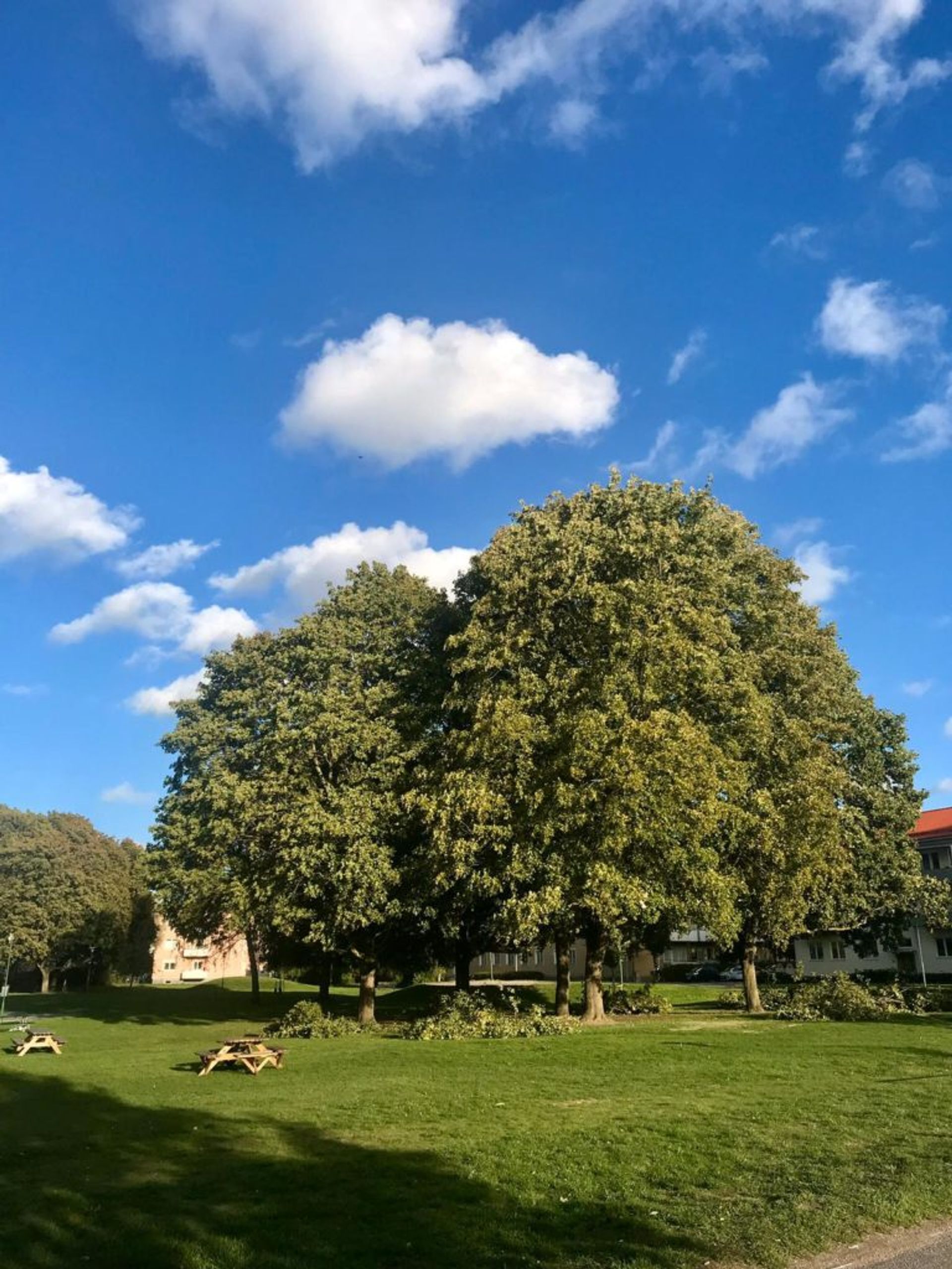 Picnic benches under trees in the middle of a park.