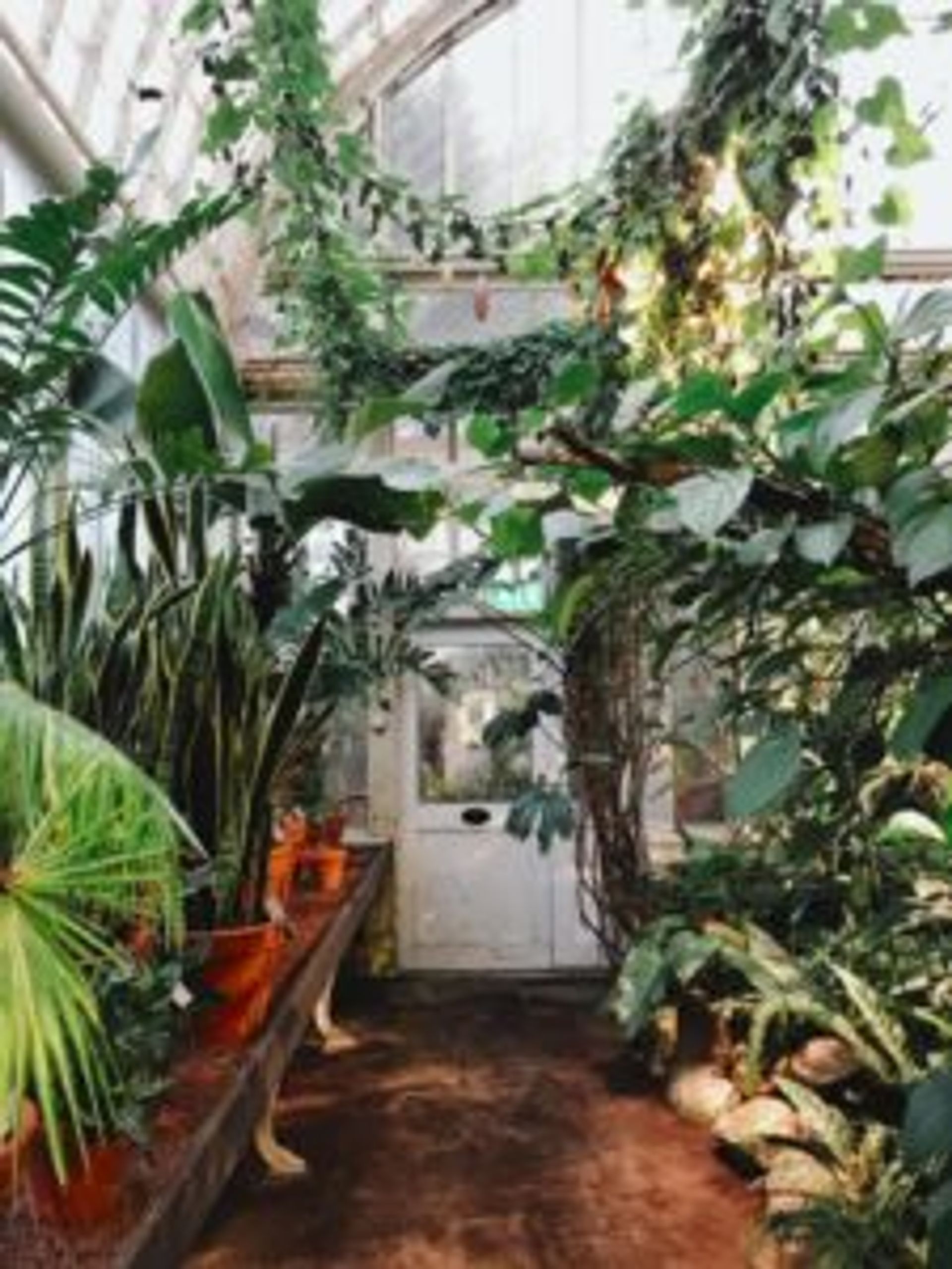 Tropical plants in a greenhouse. 