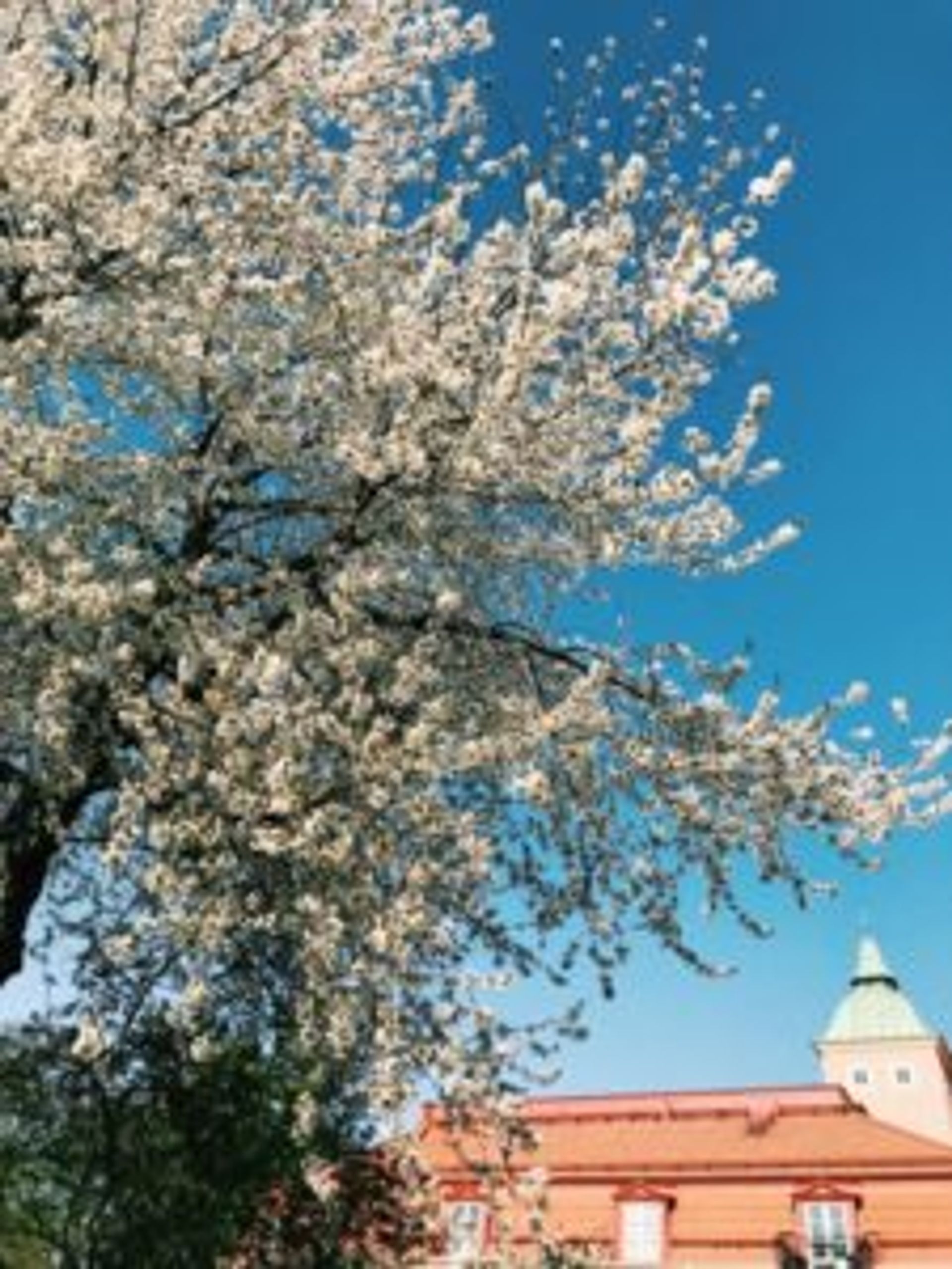 White cherry blossom.