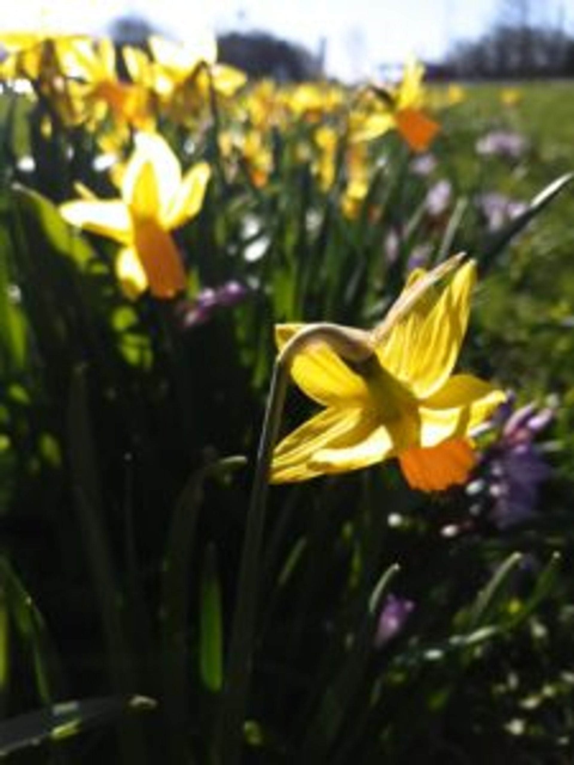 Yellow daffodils.