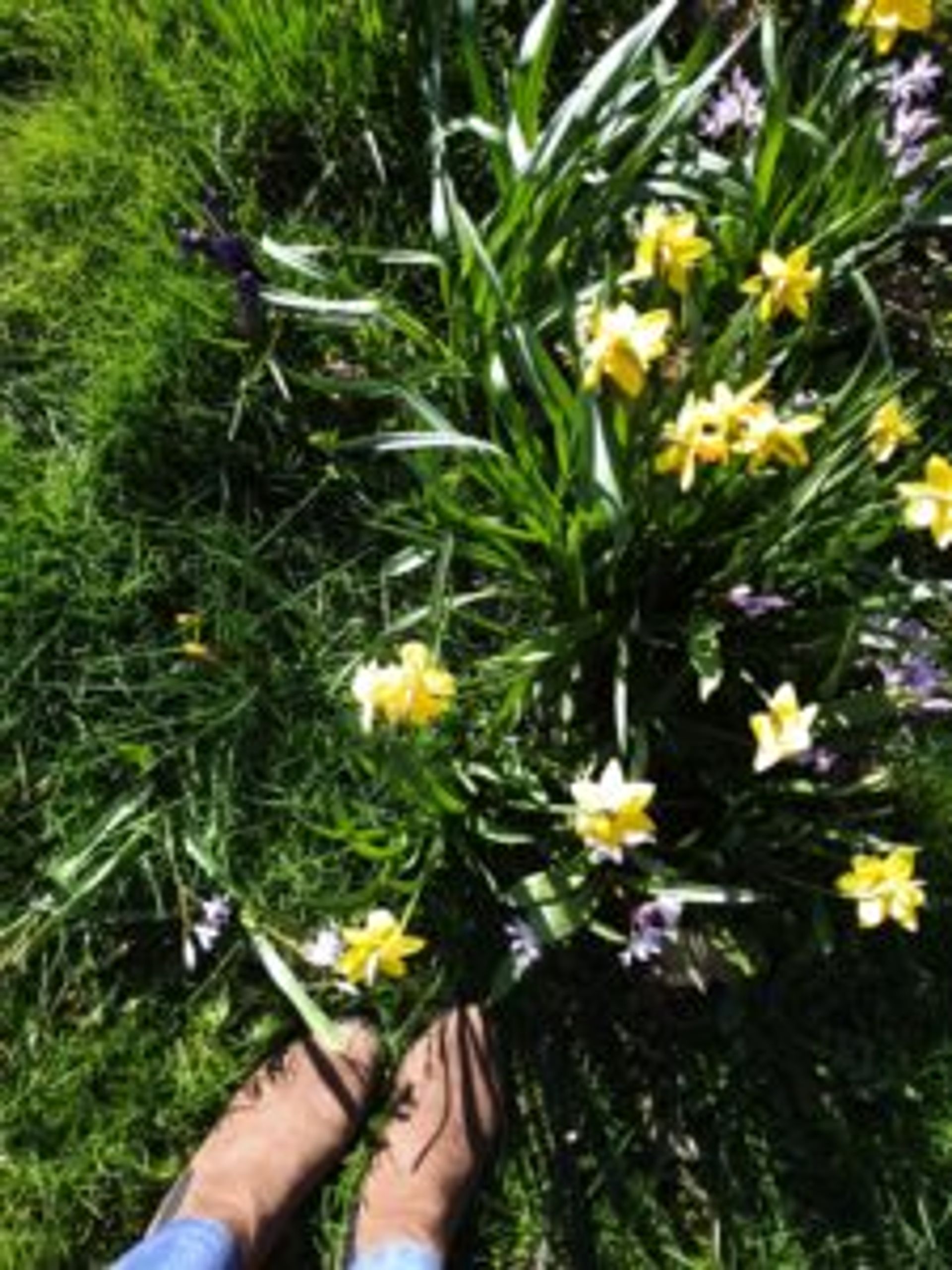 Daffodils in the grass.