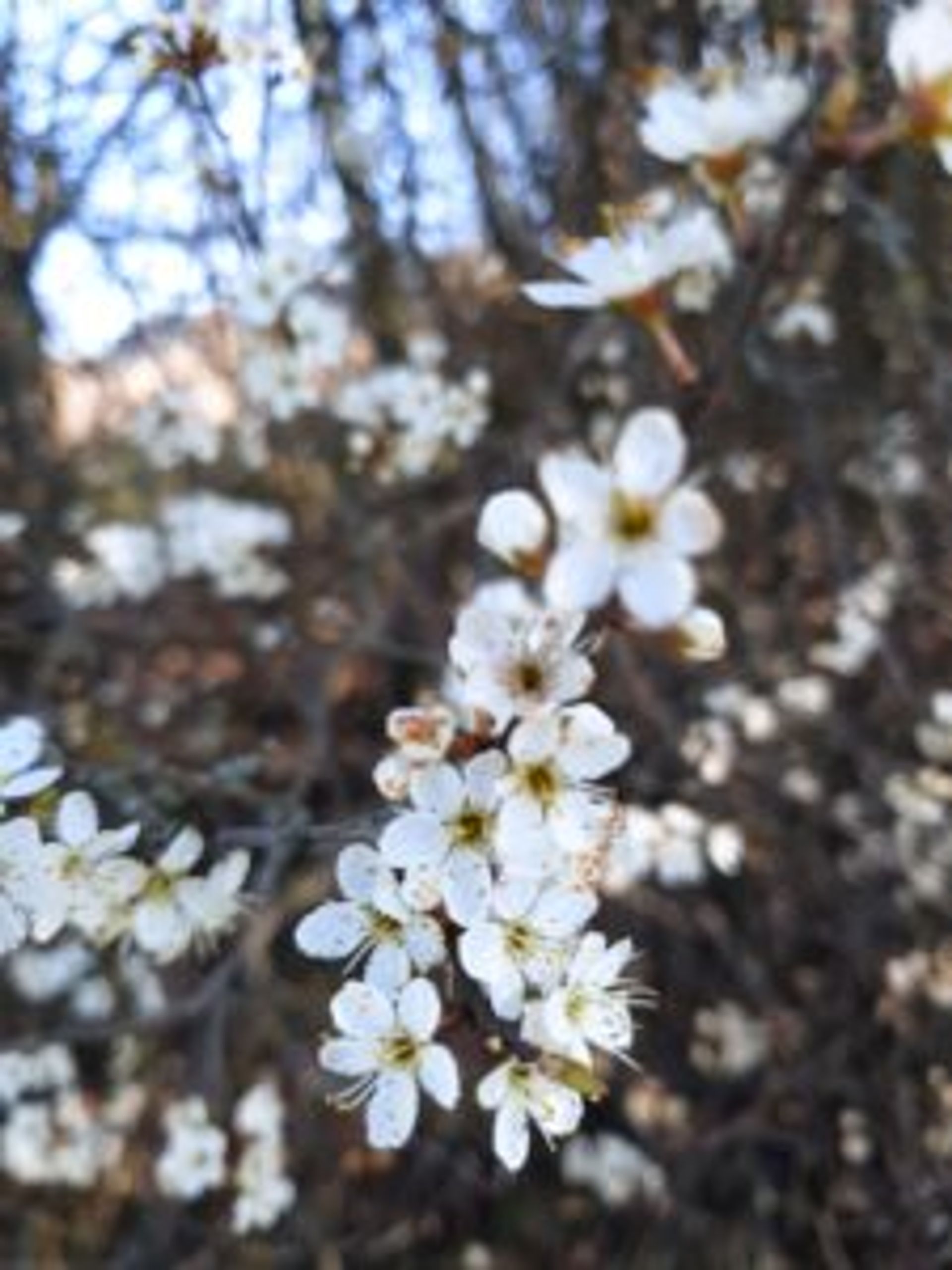 White plum flowers.