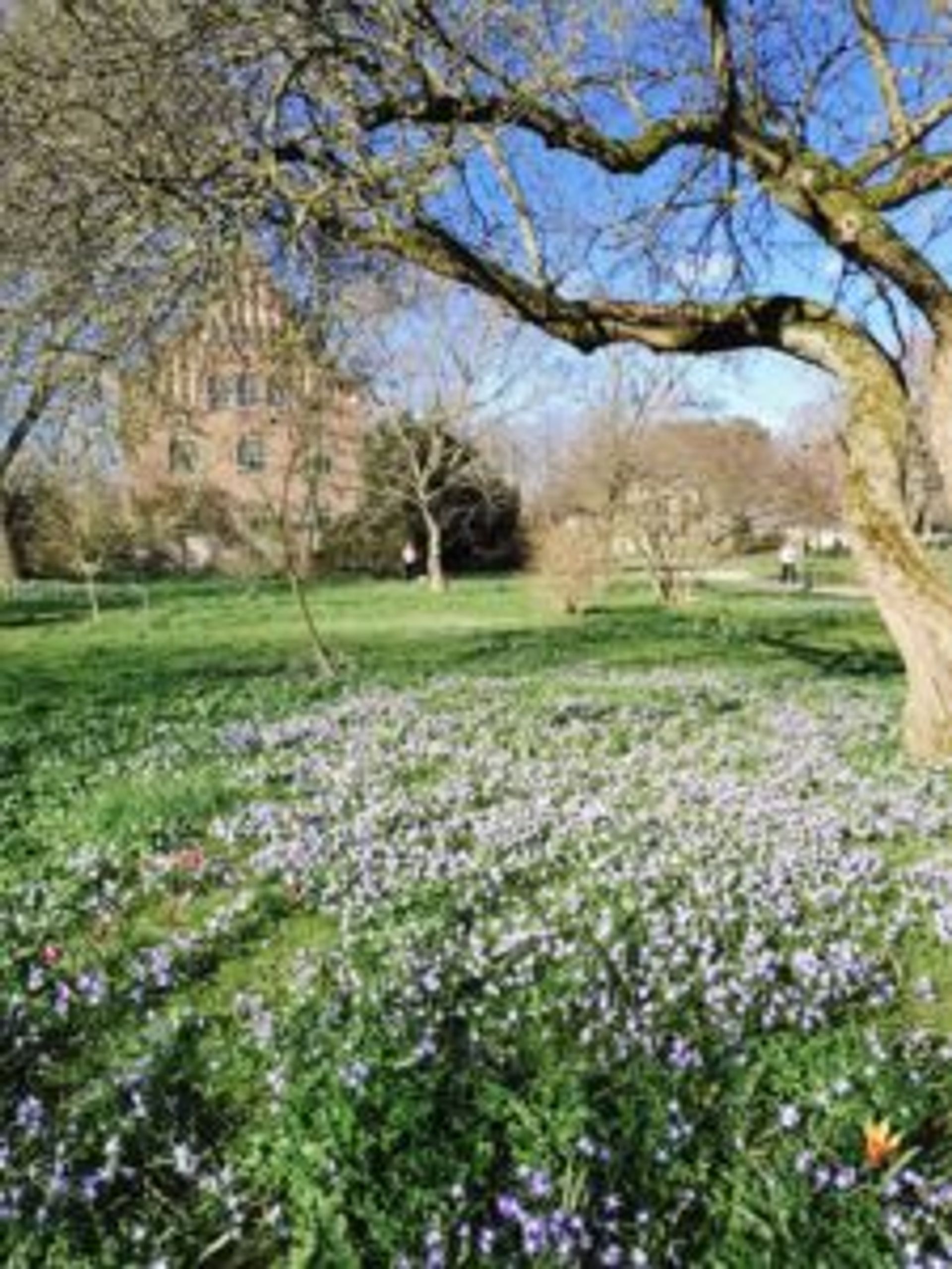 A field of snowdrops underneath a tree.