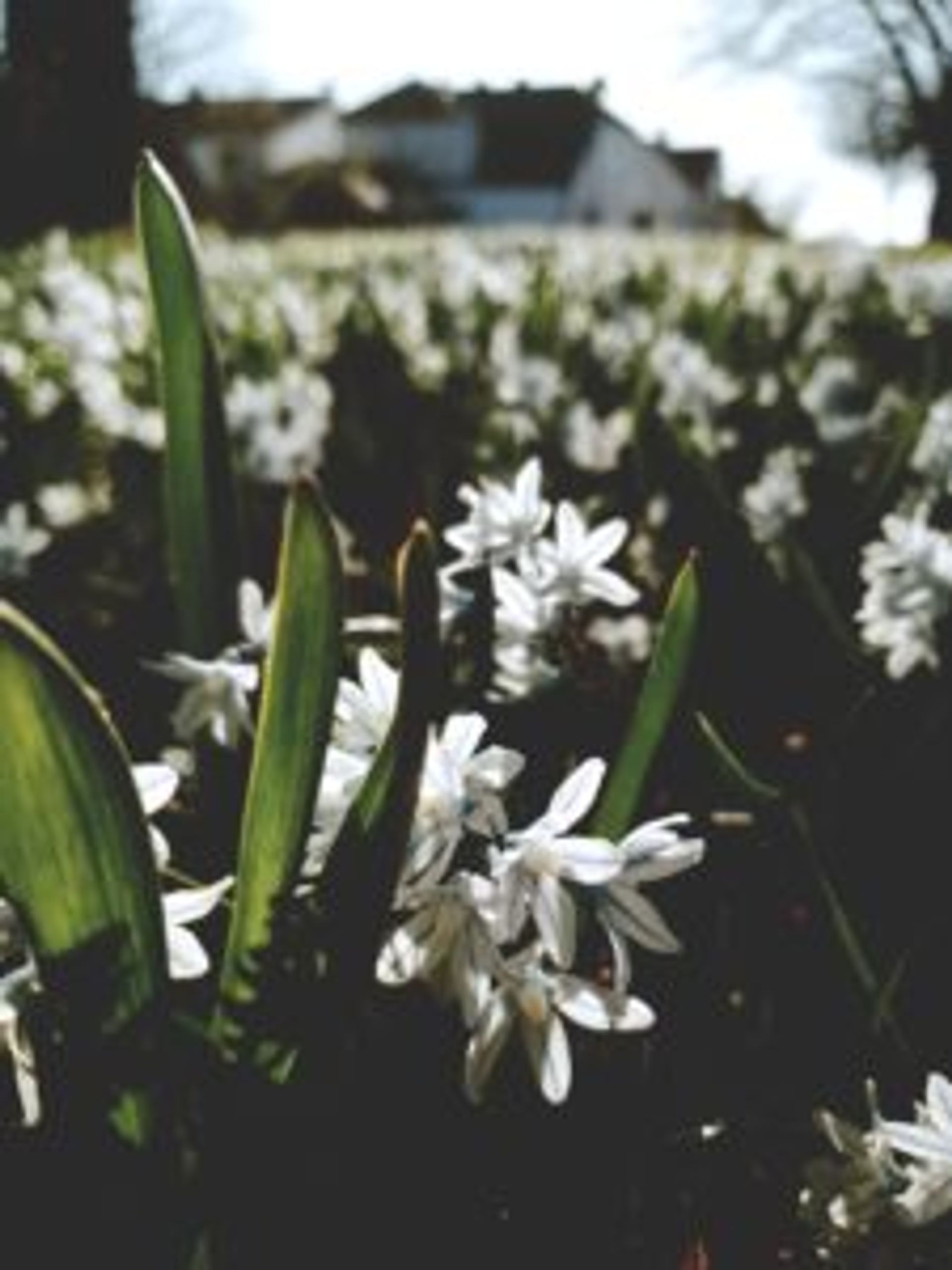 Snowdrop petals.