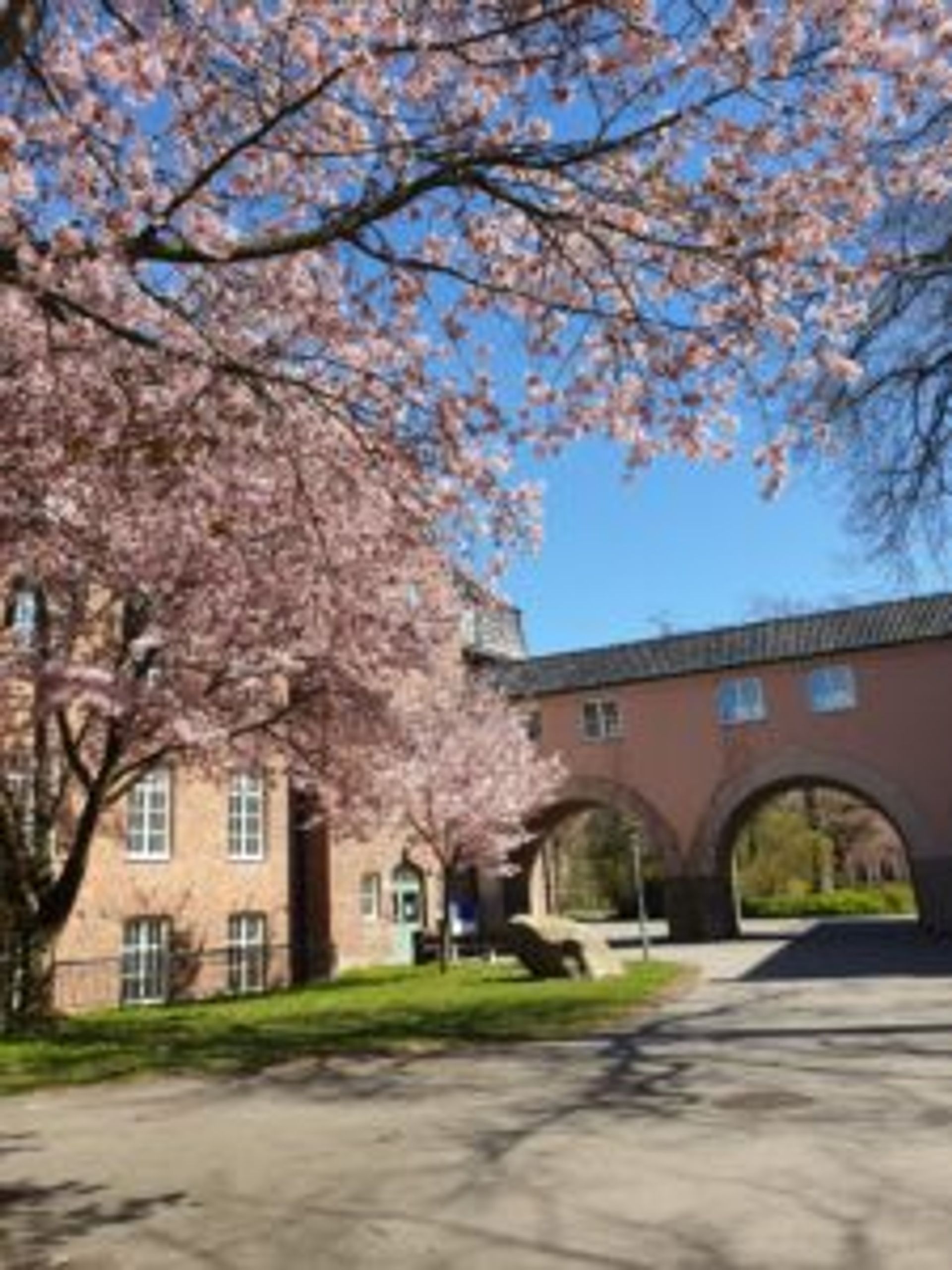 A cherry blossom tree beside a pink building.