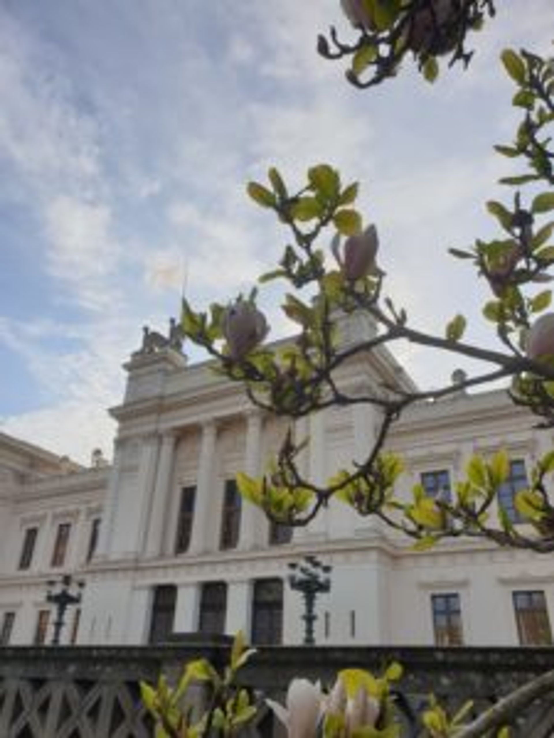 Flowers on the trees blooming in front of the main university building at Lund University.