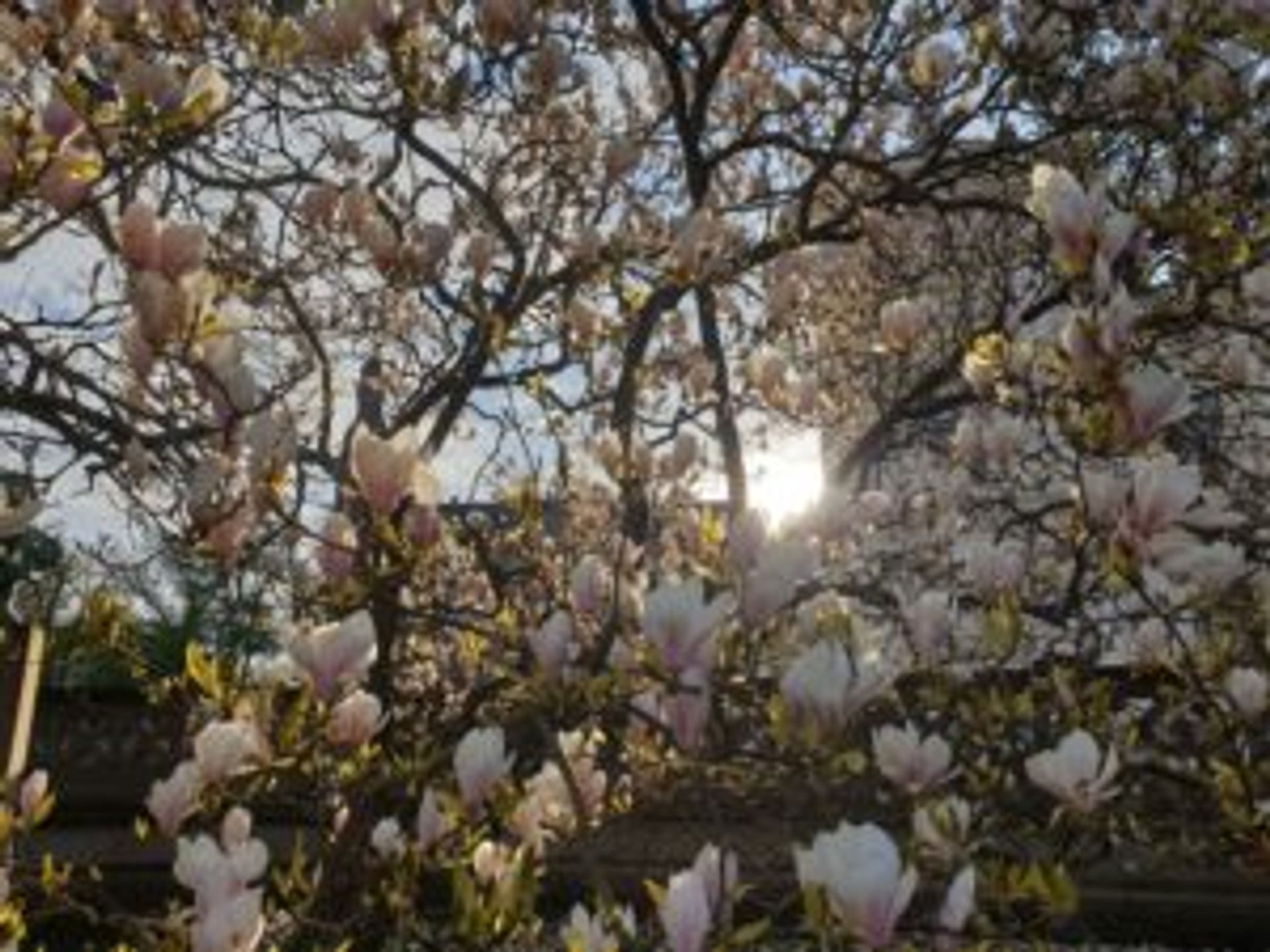 Magnolia flowers blooming on a tree.