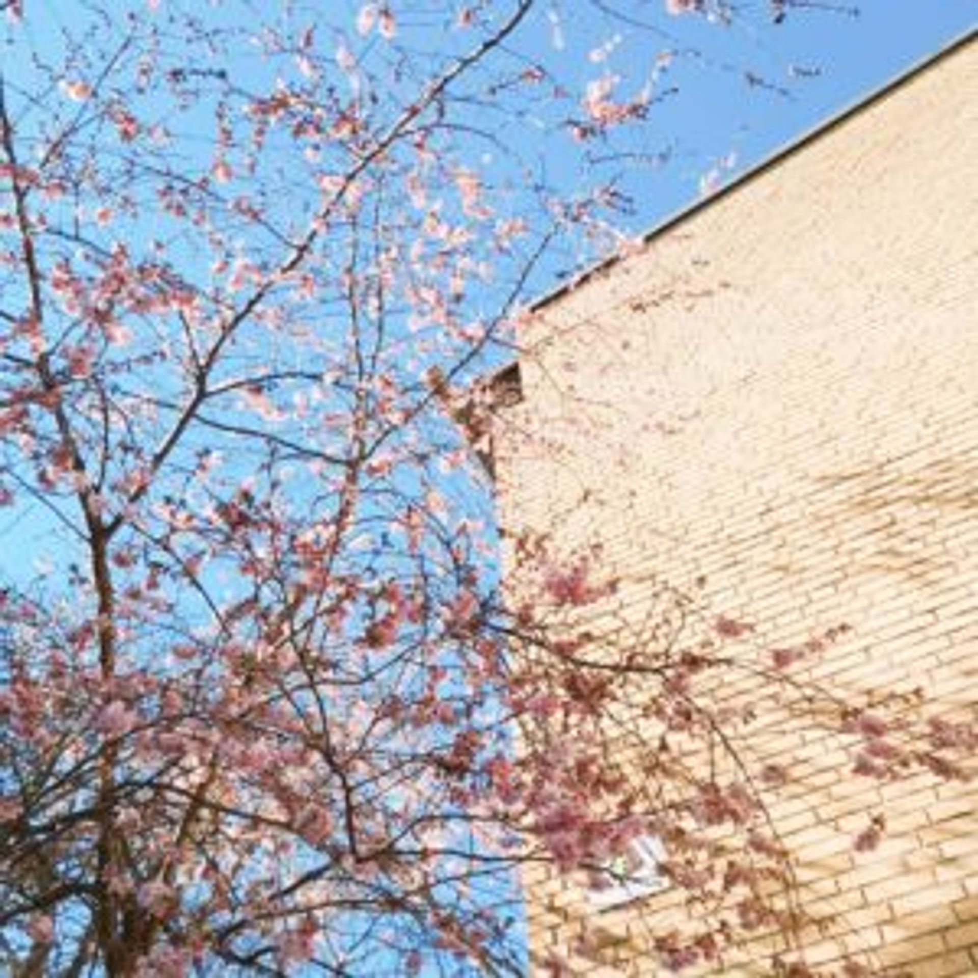 Pink cherry blossom tree beside brick building.