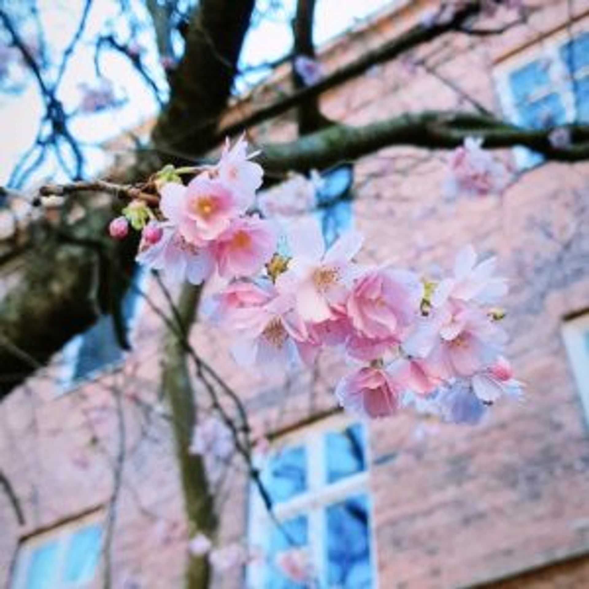 Pink cherry blossom flowers.