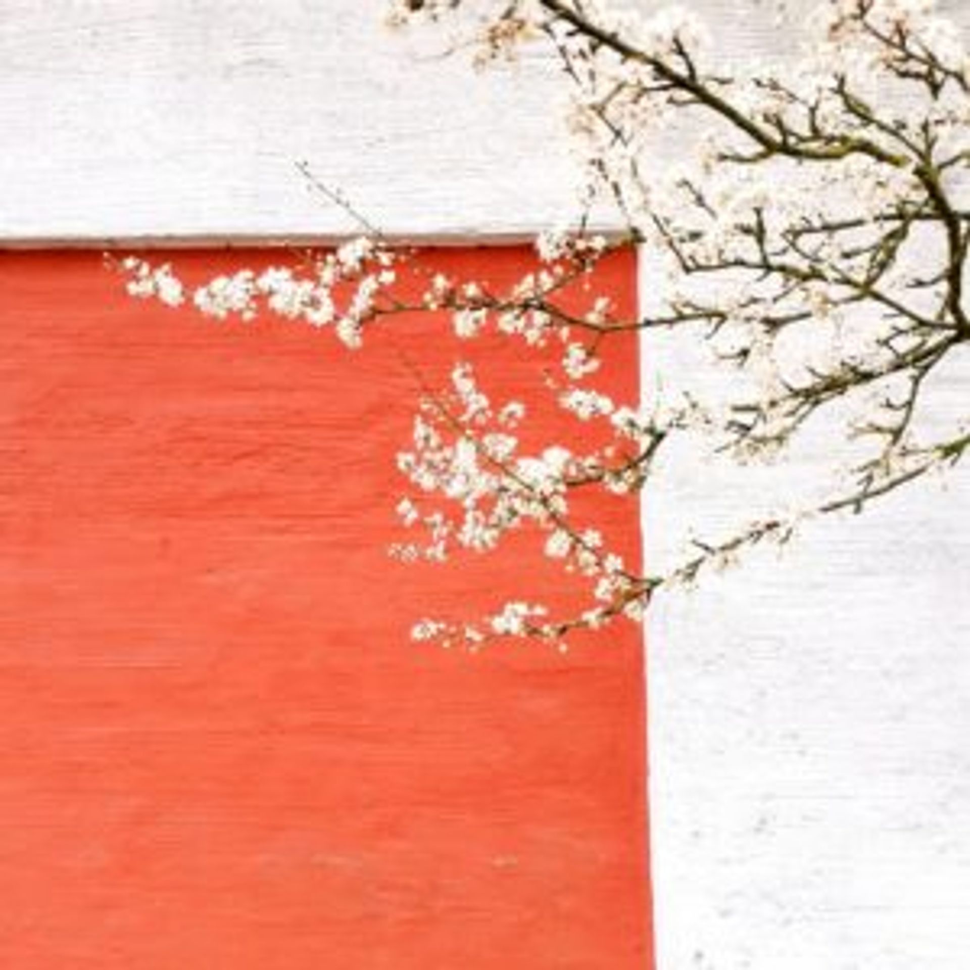 A white plum flower tree in front of a red and white building.