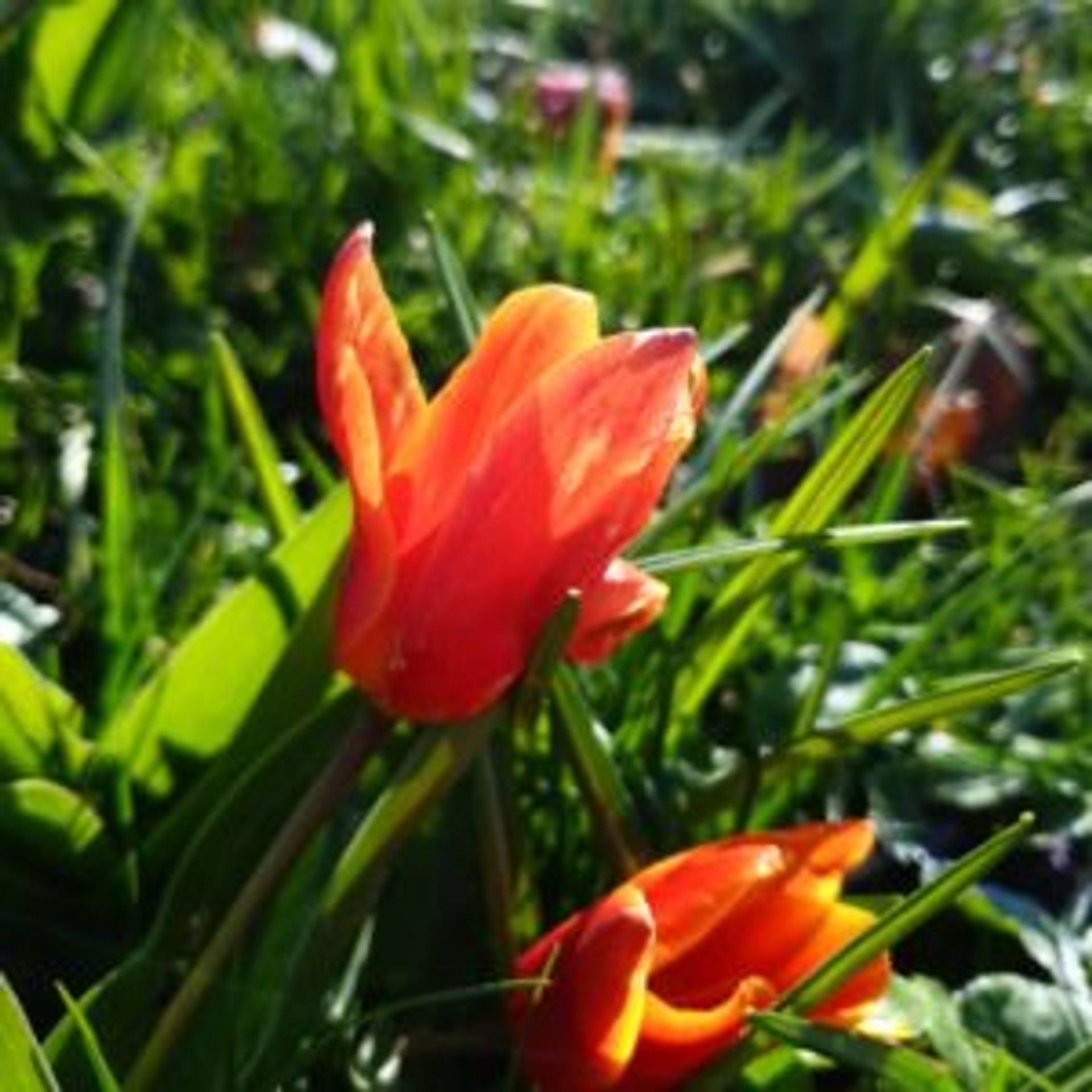 Orange tulip petals.