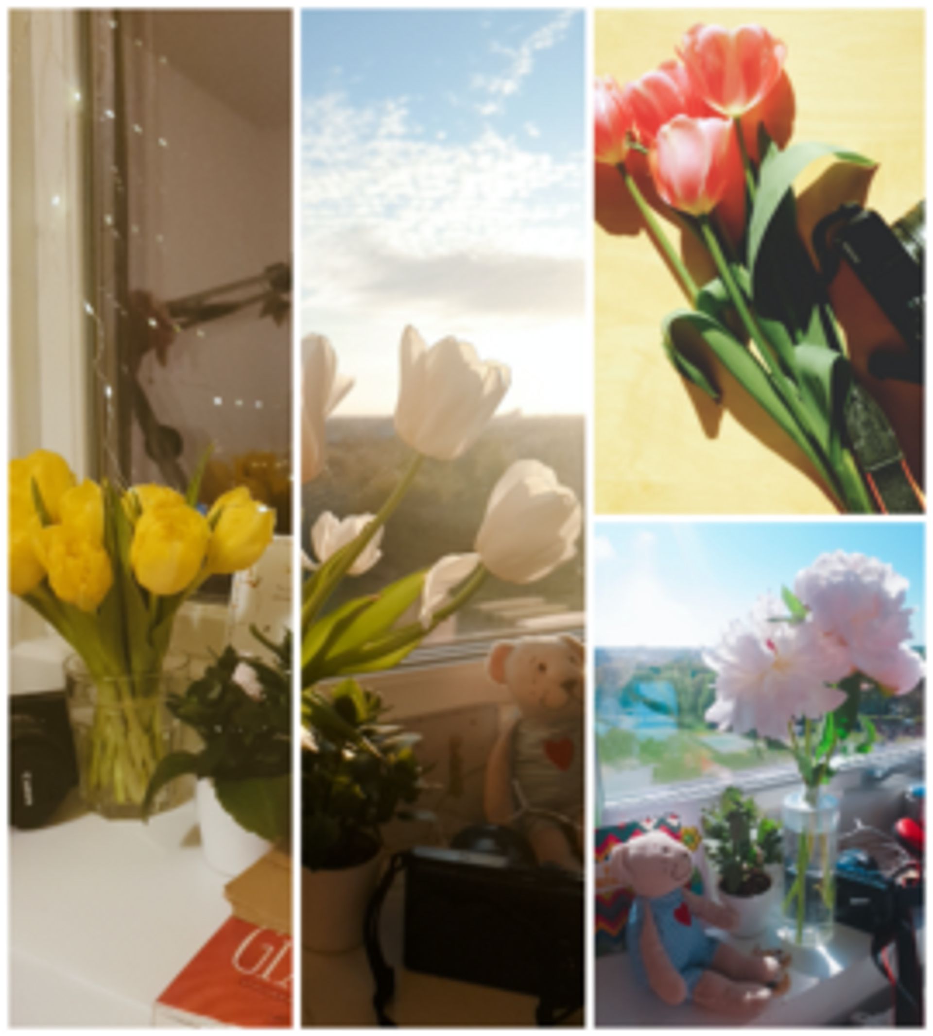 Tulips in different colours in Nugyen's room.