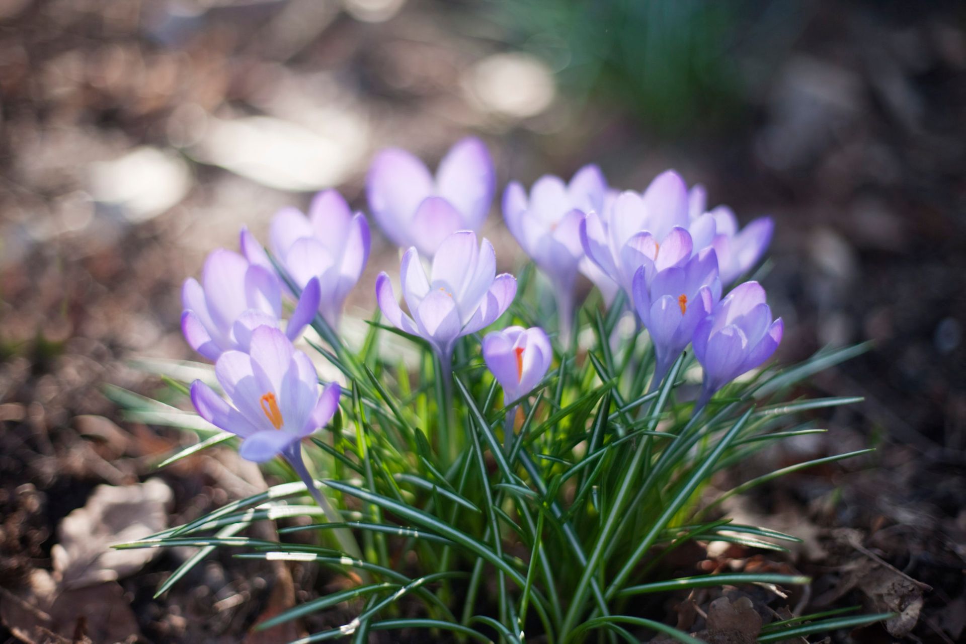 Purple crocuses.