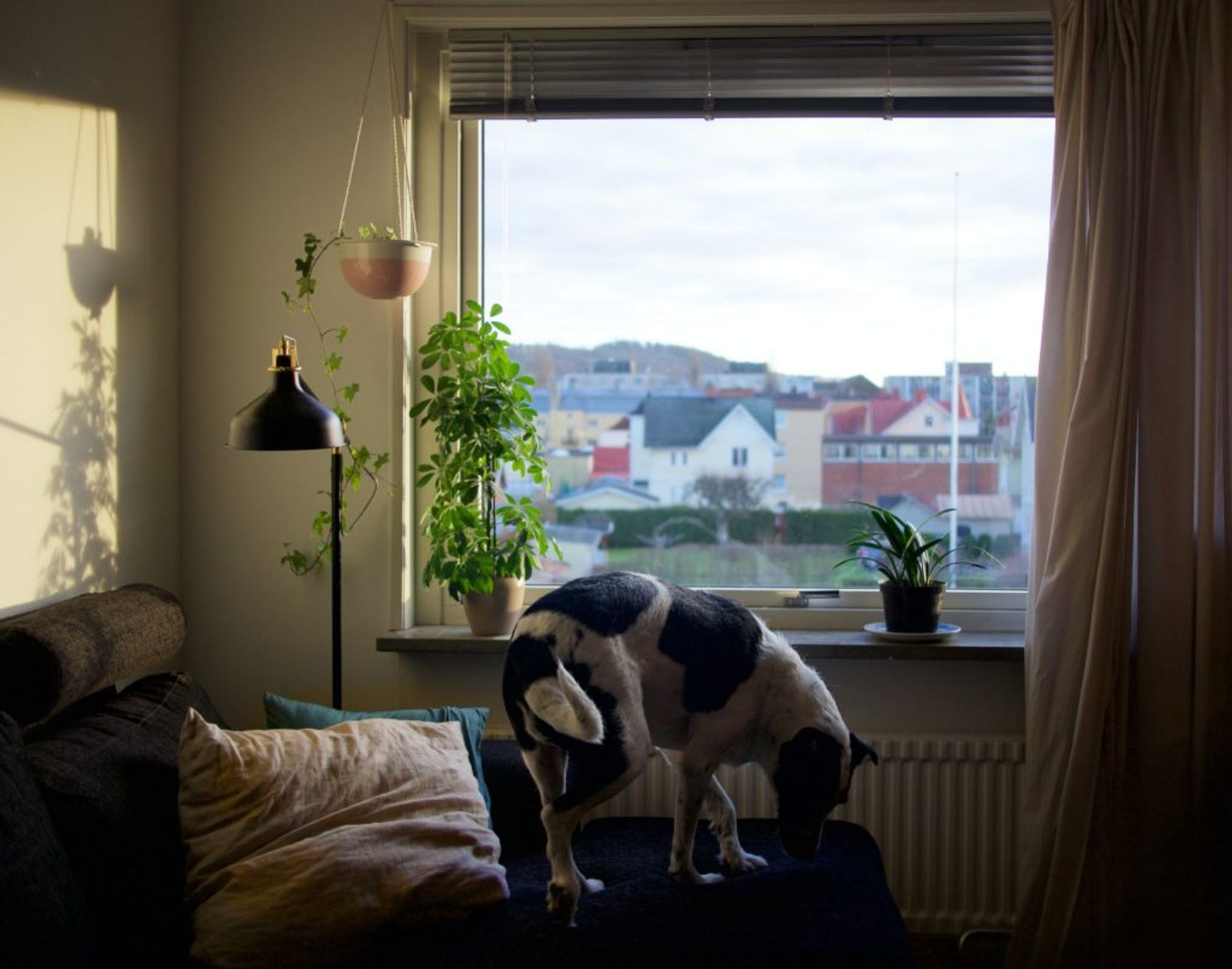 A dog standing on a grey sofa by the window.