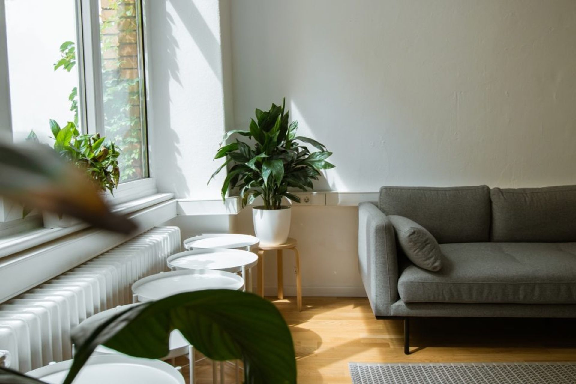 A grey sofa and plants beside a window.