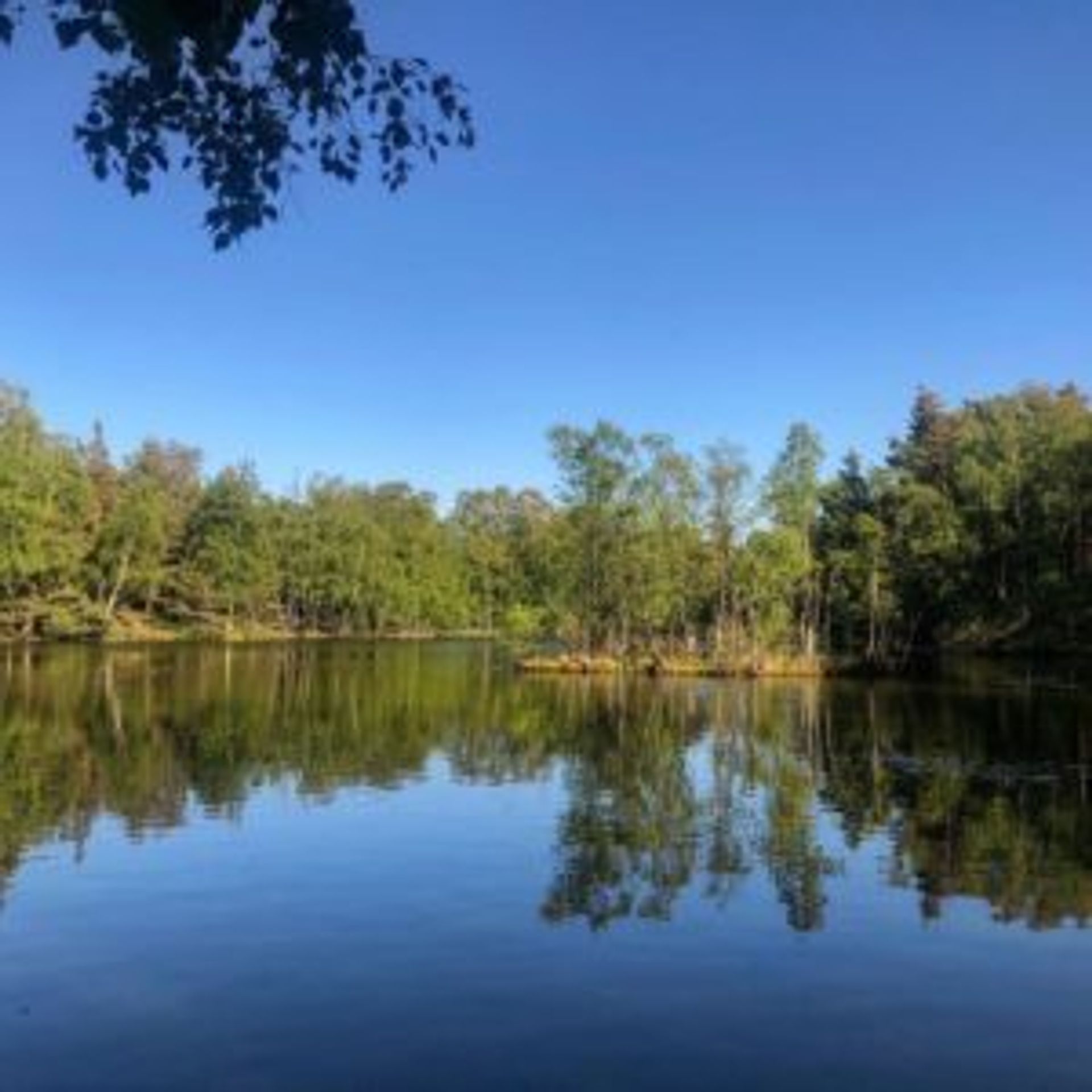 Trees on the other side of the lake.