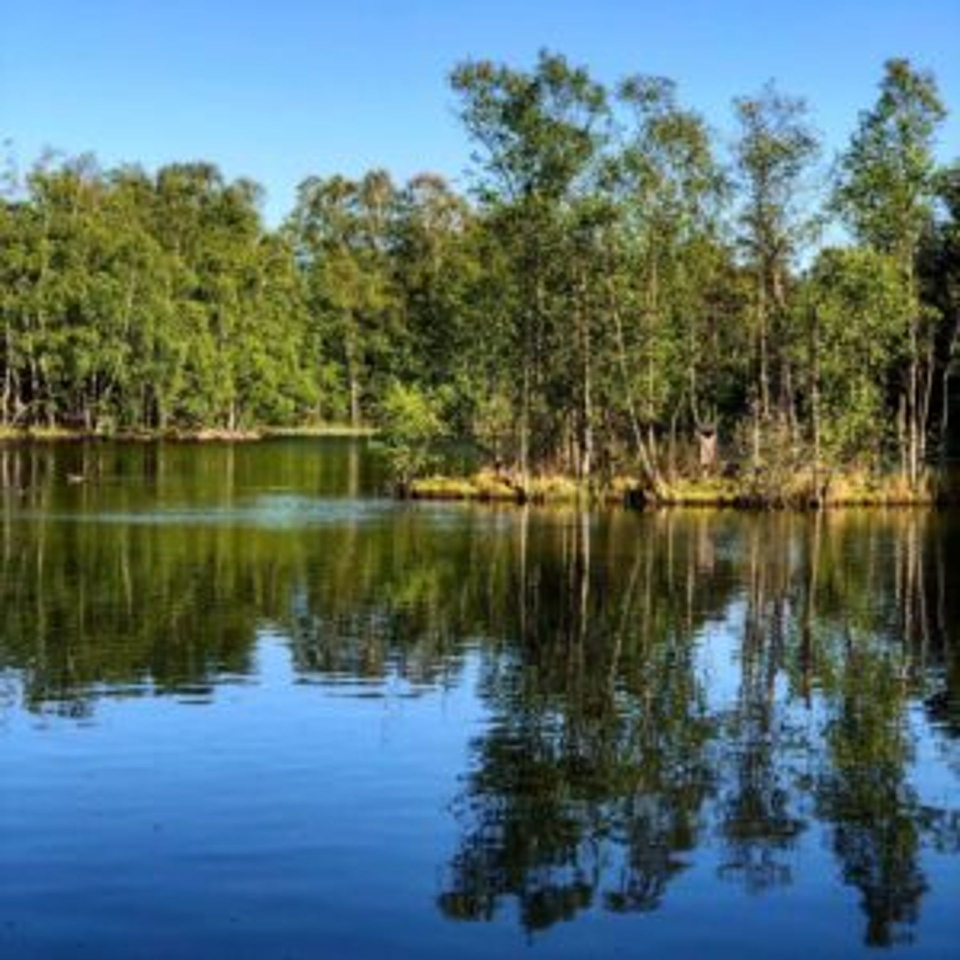 Trees reflected in water.