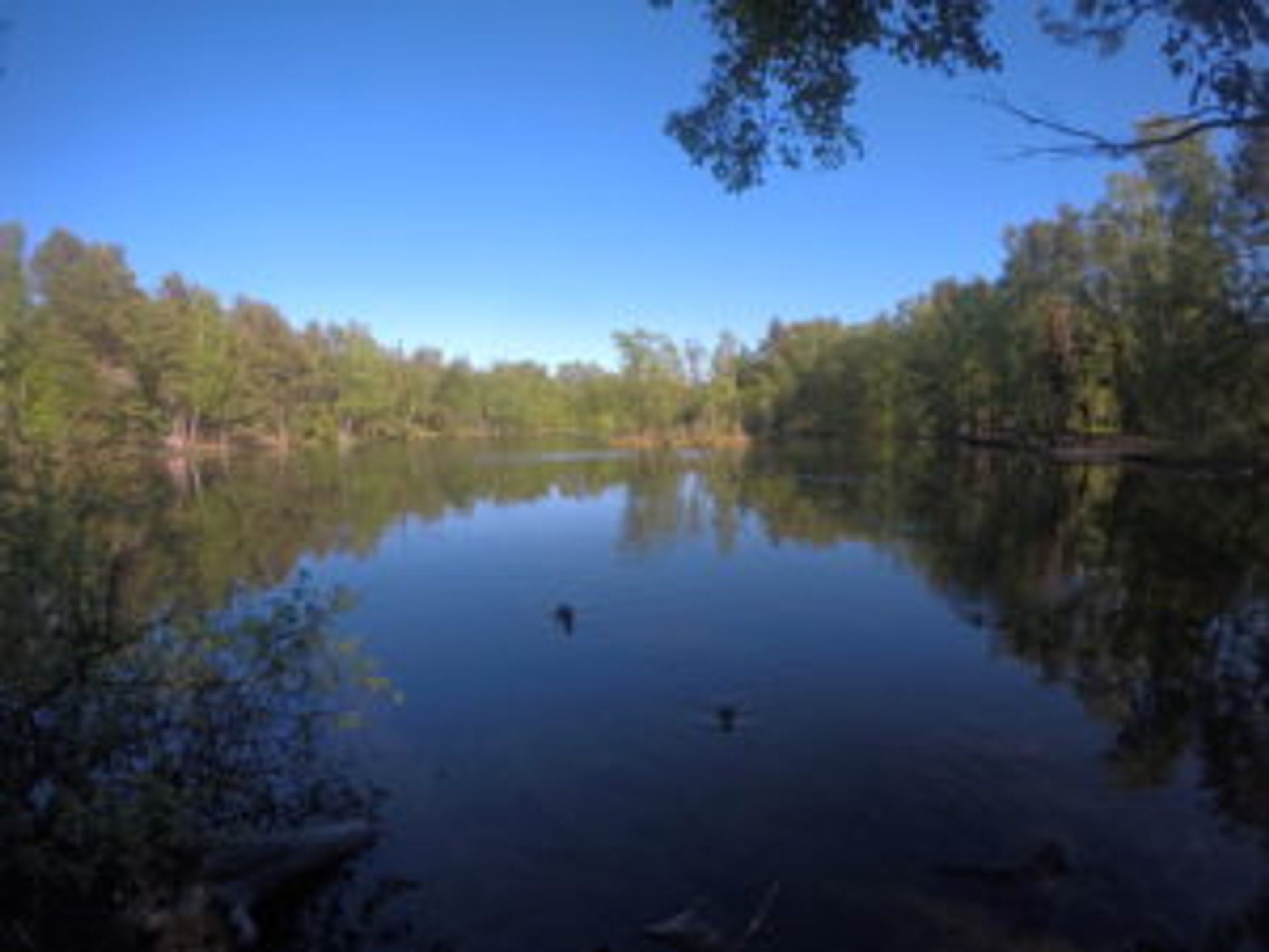 The lake with trees reflected in the water.