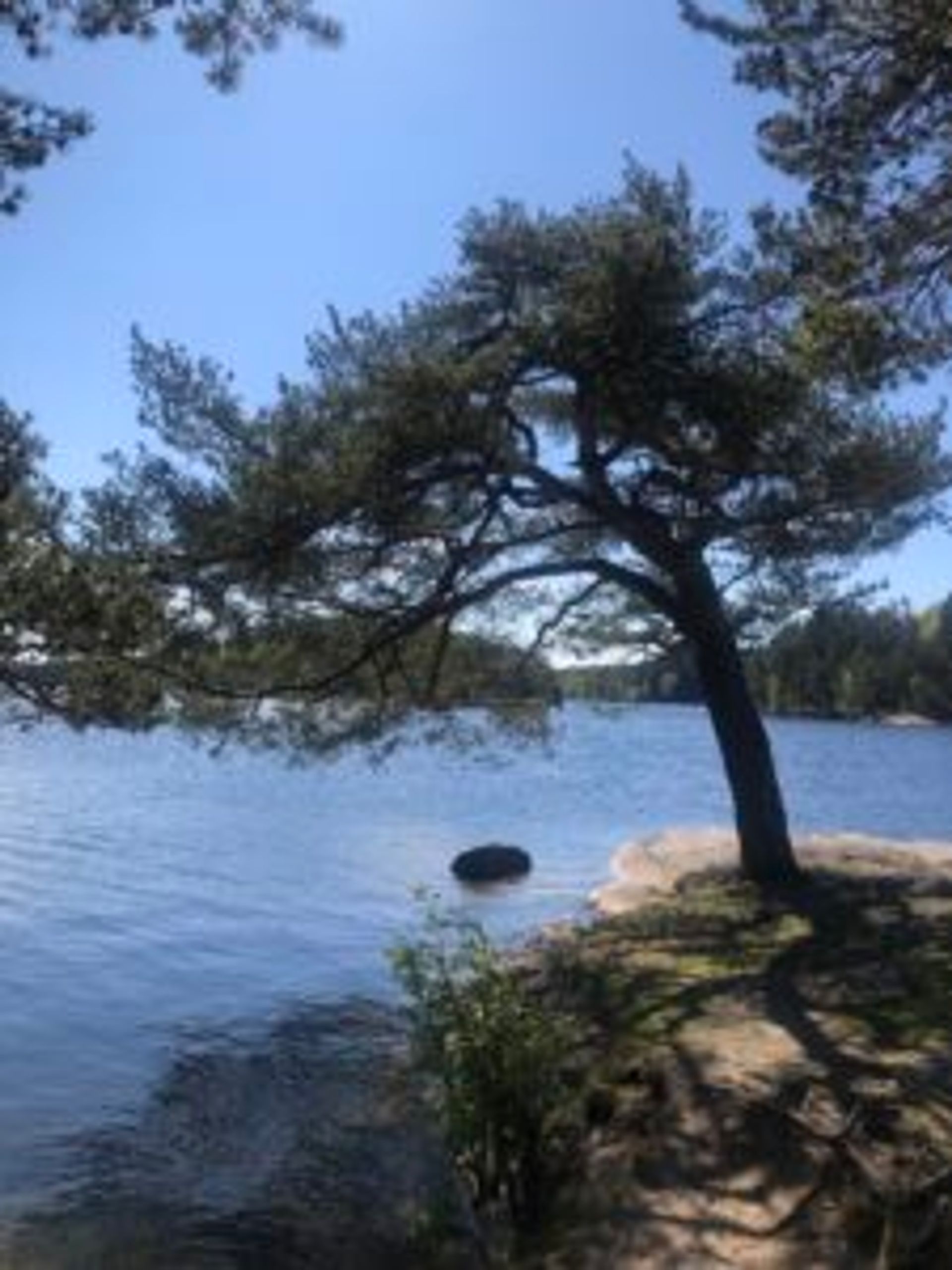 A tree beside the lake.