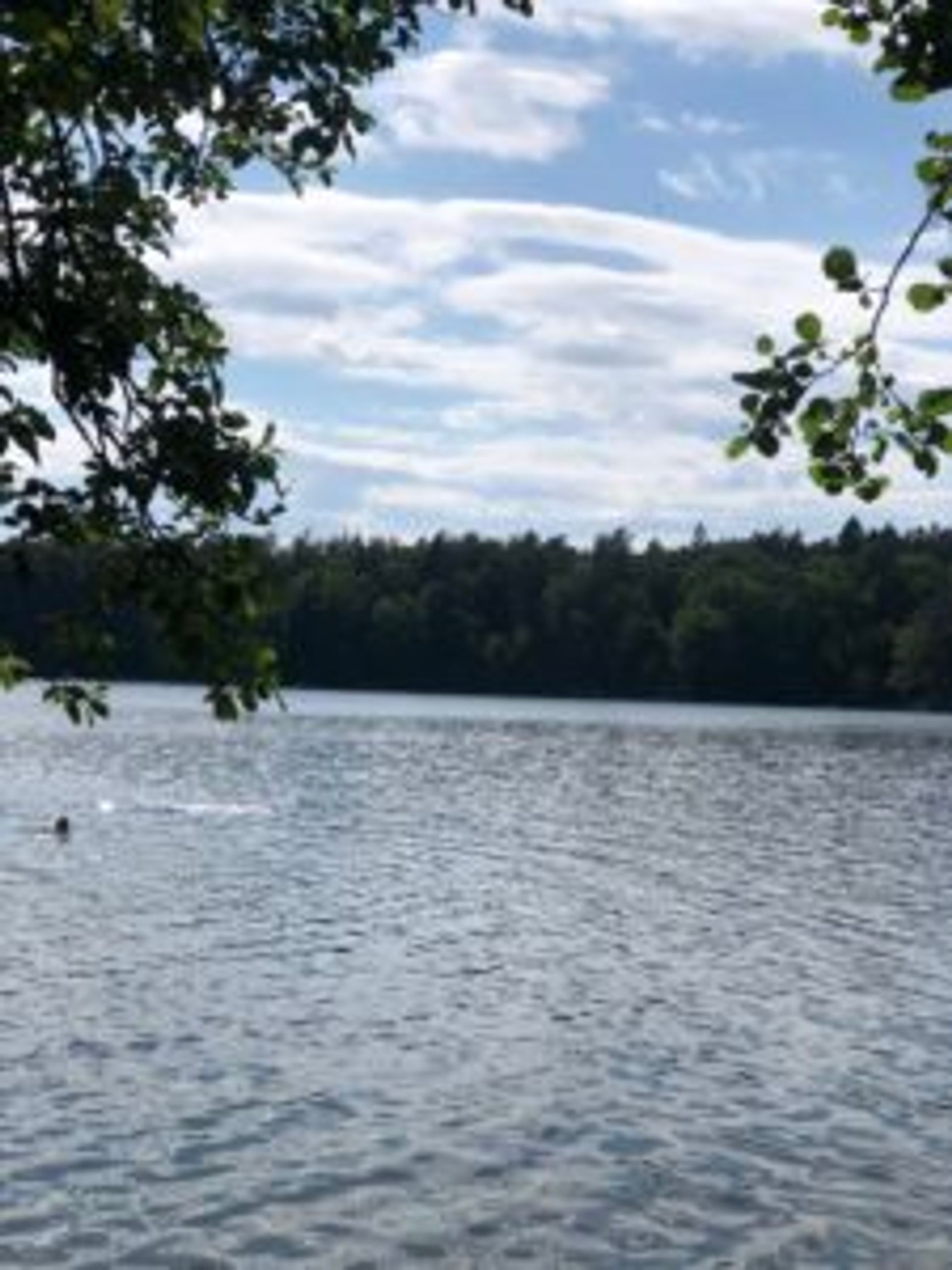 Trees on the other side of the lake.