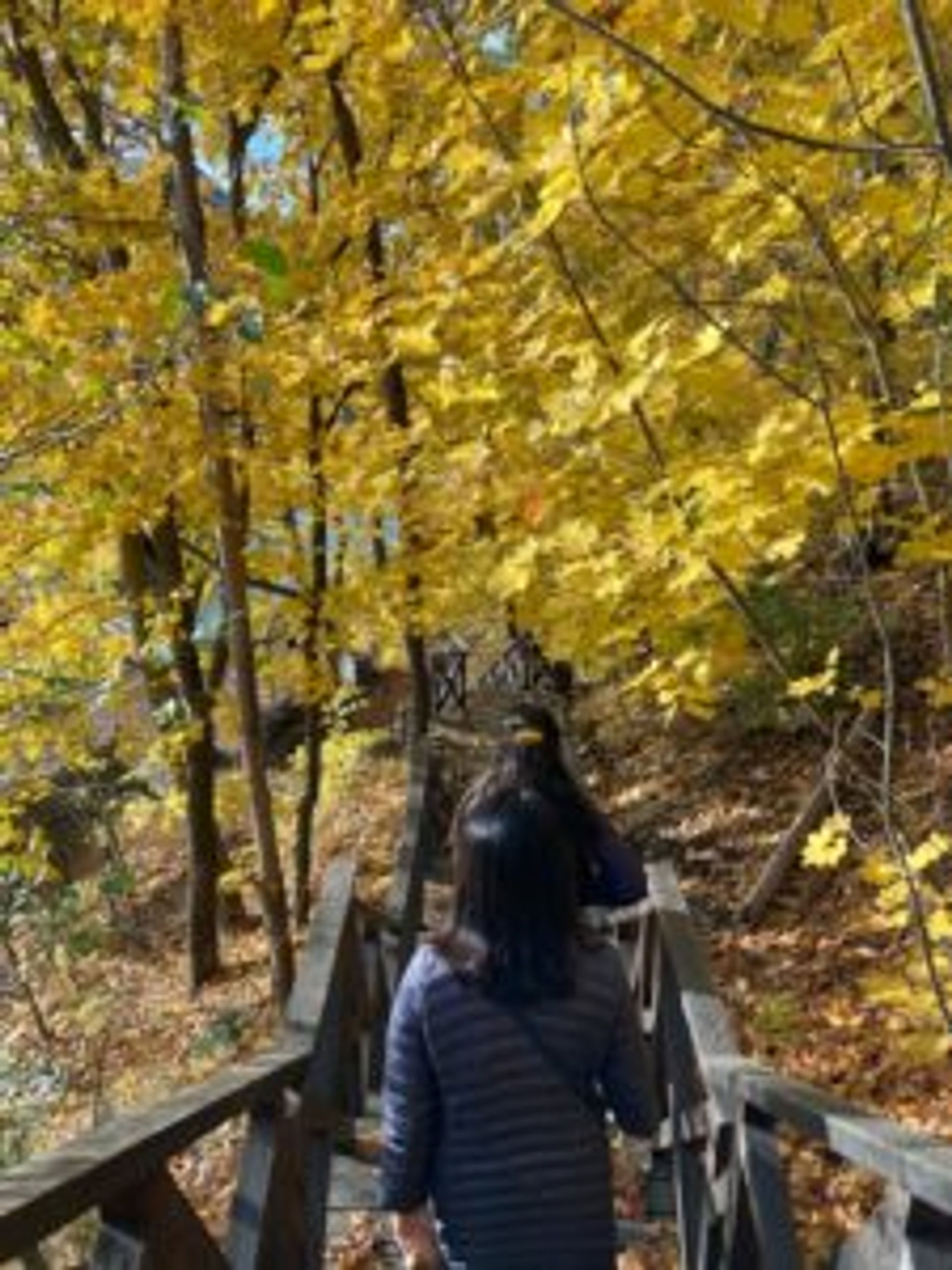 People walking down wooden steps in a forrest.