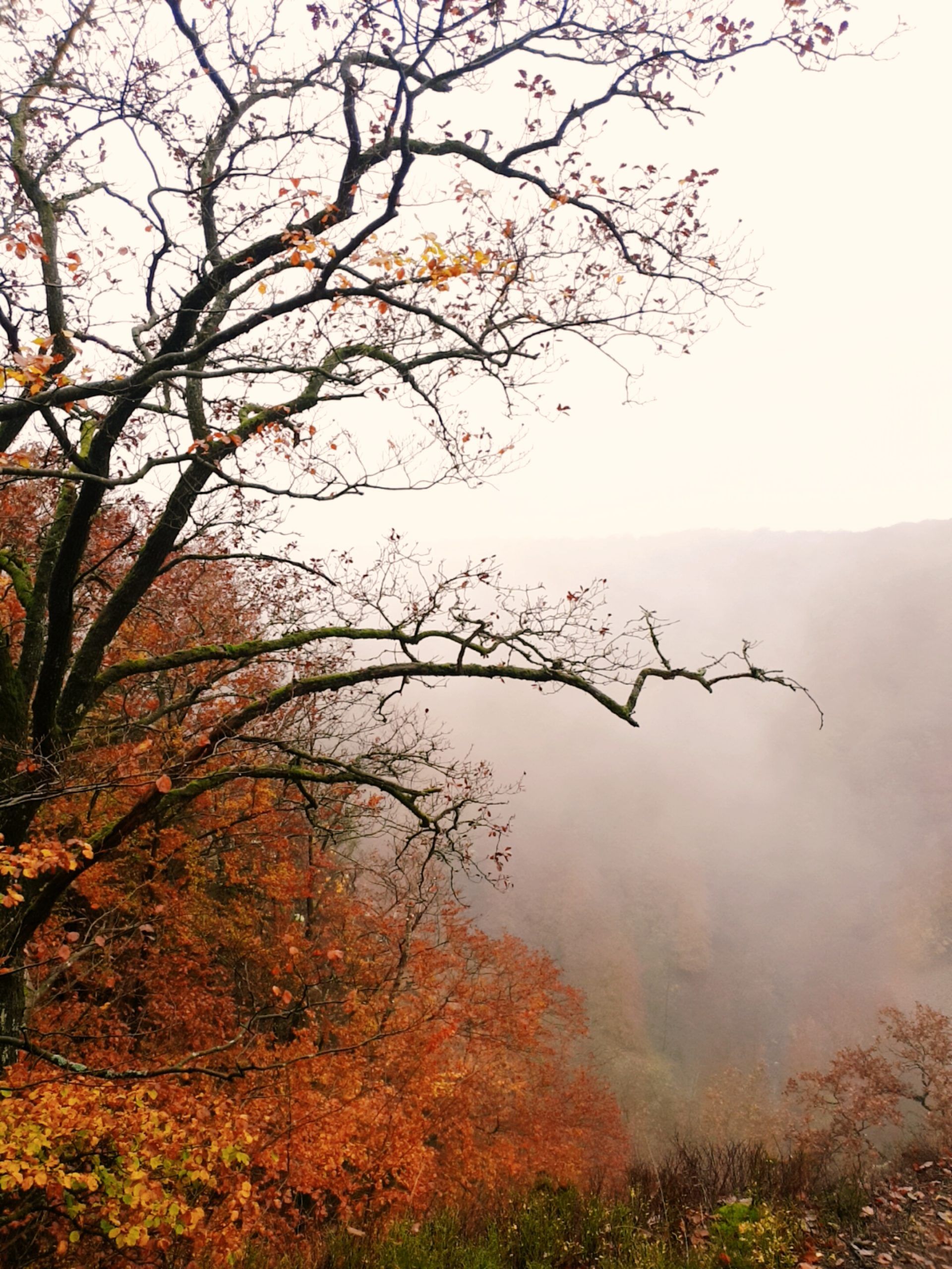 Trees covered with orange and brown leaves overlooking a misty valley.