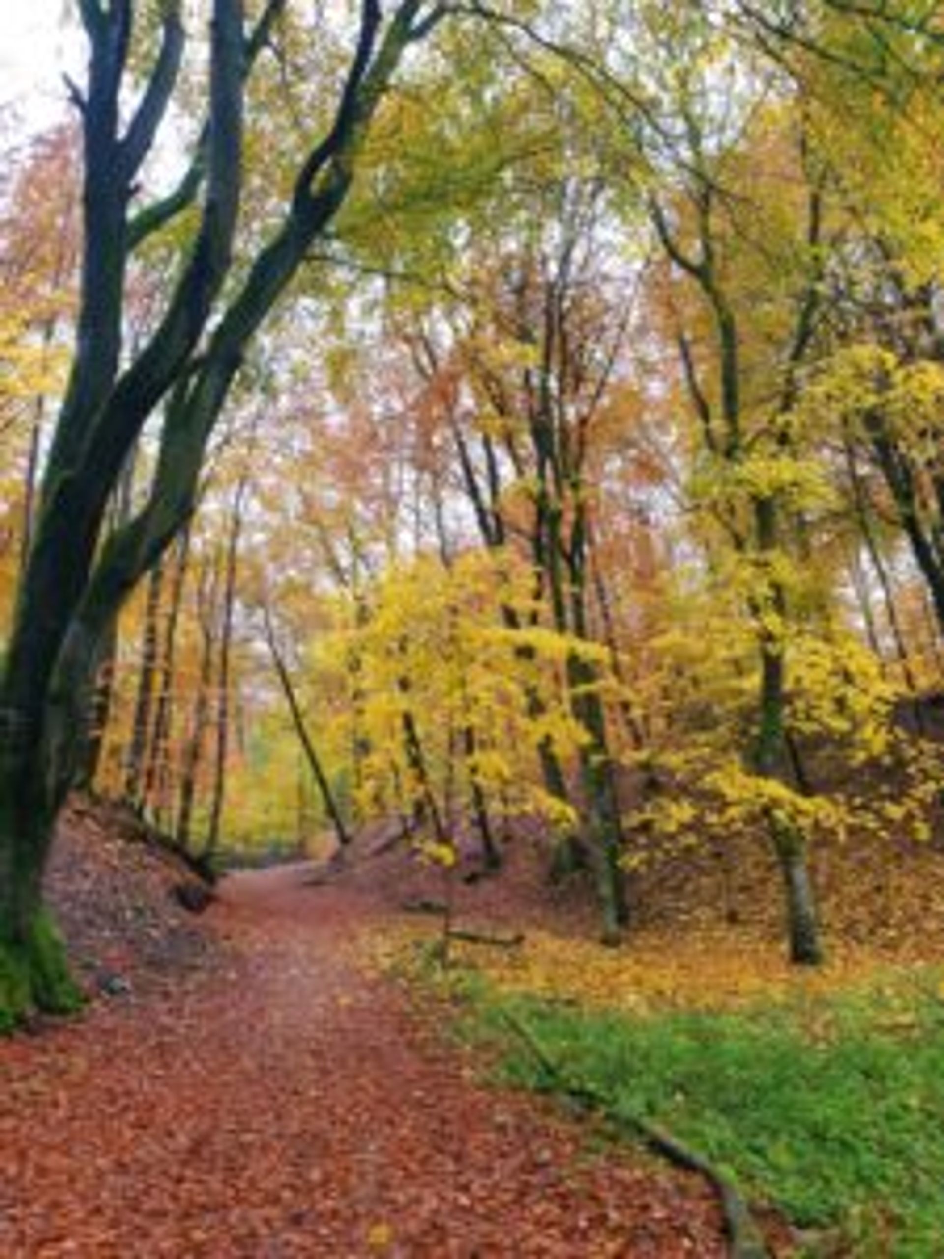 A trail covered by orange and brown leaves in the Söderåsen National Park.