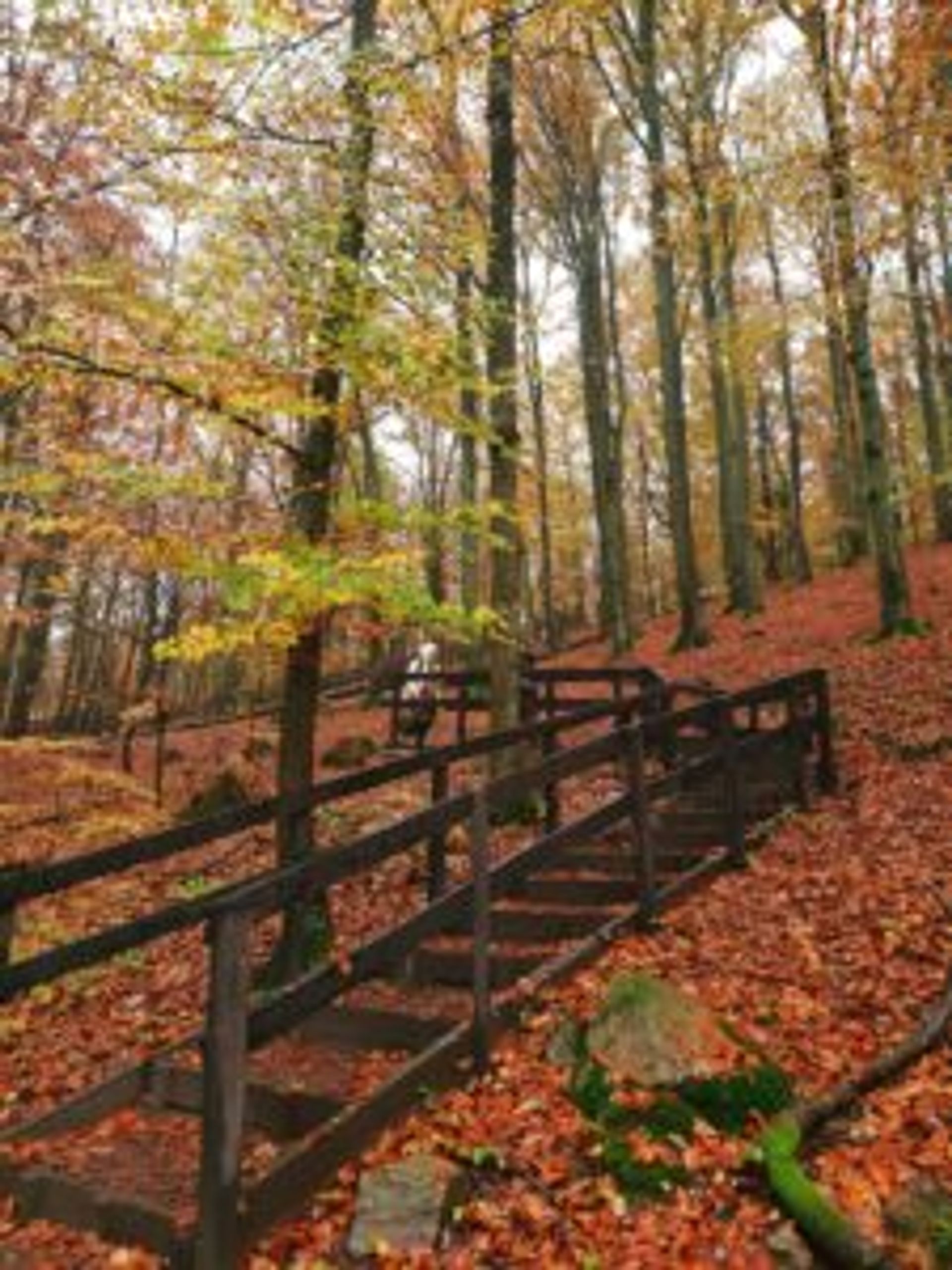 Wooden stairs surrounded by trees.