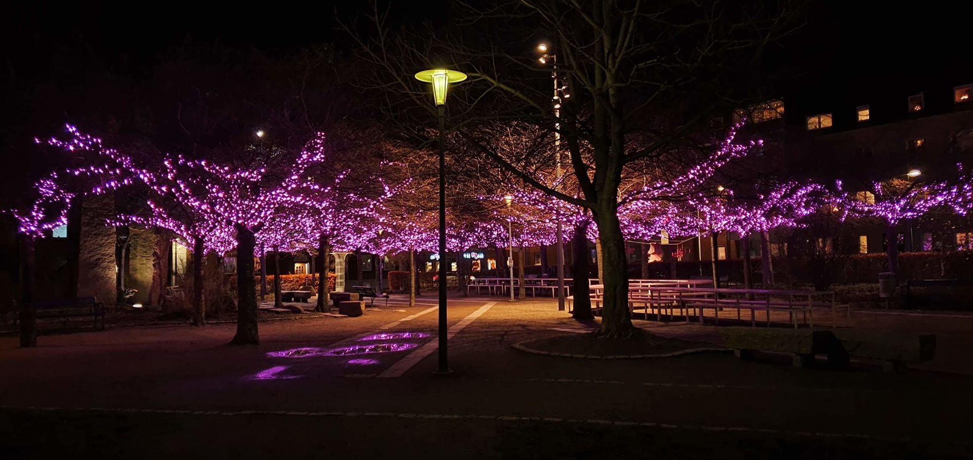 Dark night time, a bright streetlight and trees full of bright purple fairy lights