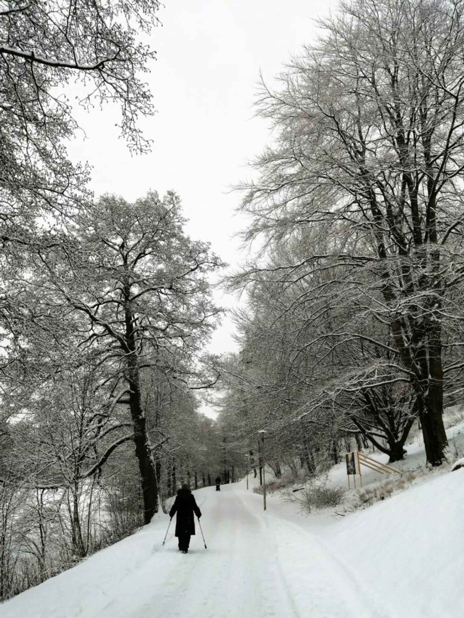 Snowed-over forest path, tall black trees covered with snow and a person in the foreground walking on the path, wearing black winter clothes