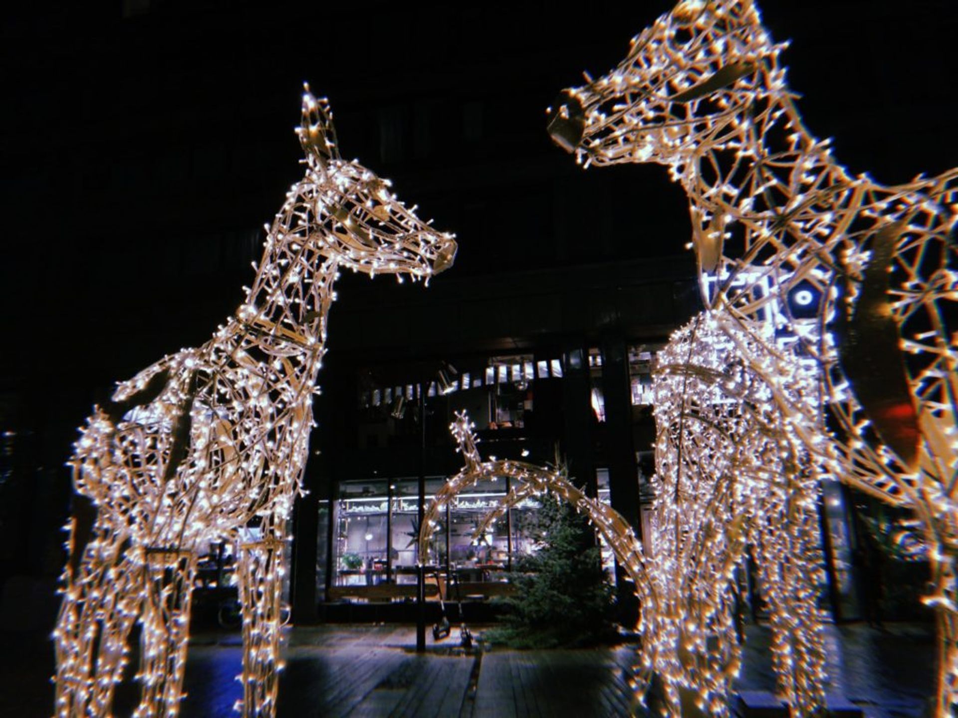 Two sculptures of deer, made from white and yellowish fairy lights, illuminated as photo was taken in the dark during the evening. A glass front building and shop window are visible in the the background