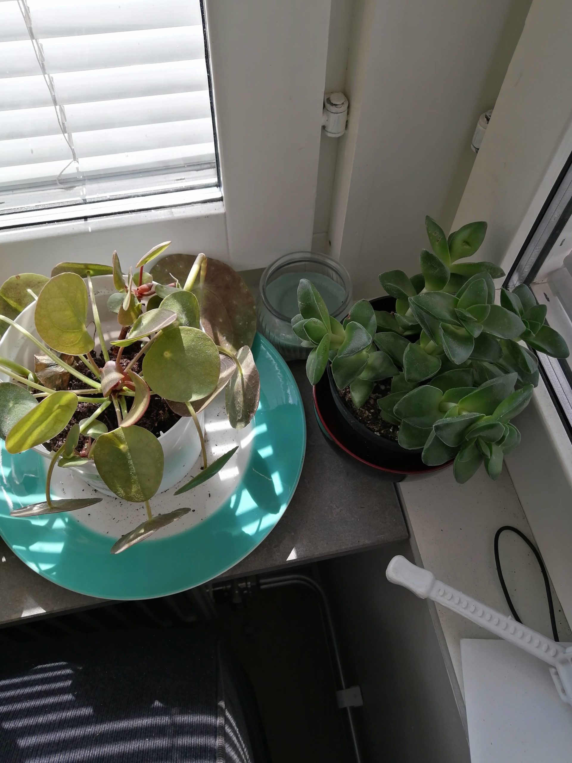 2 houseplants