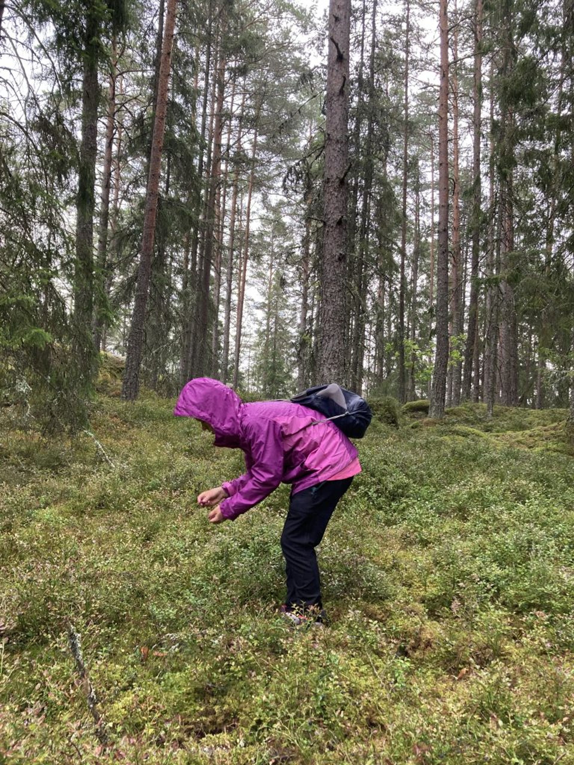 Brooke picks berries in the middle of a forrest.