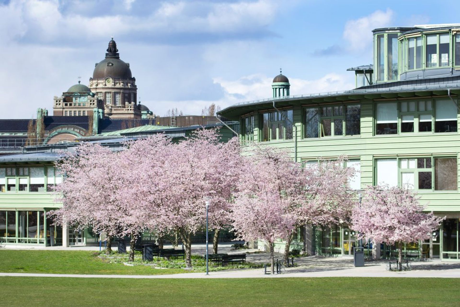 Stockholm University building from outside. In front of the buildings there are a few threes with full of pink flowers.