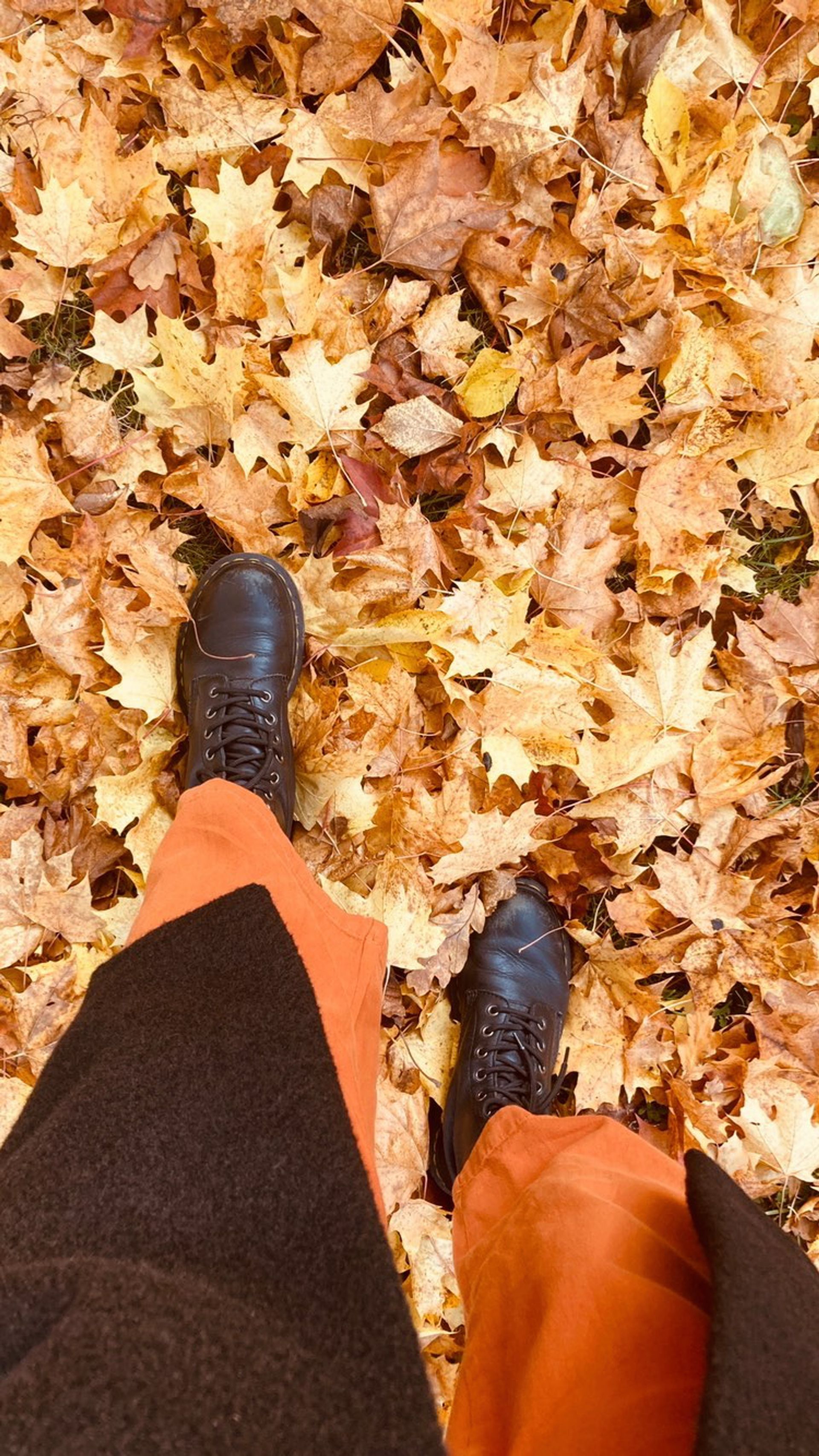 picture of boots in leaves