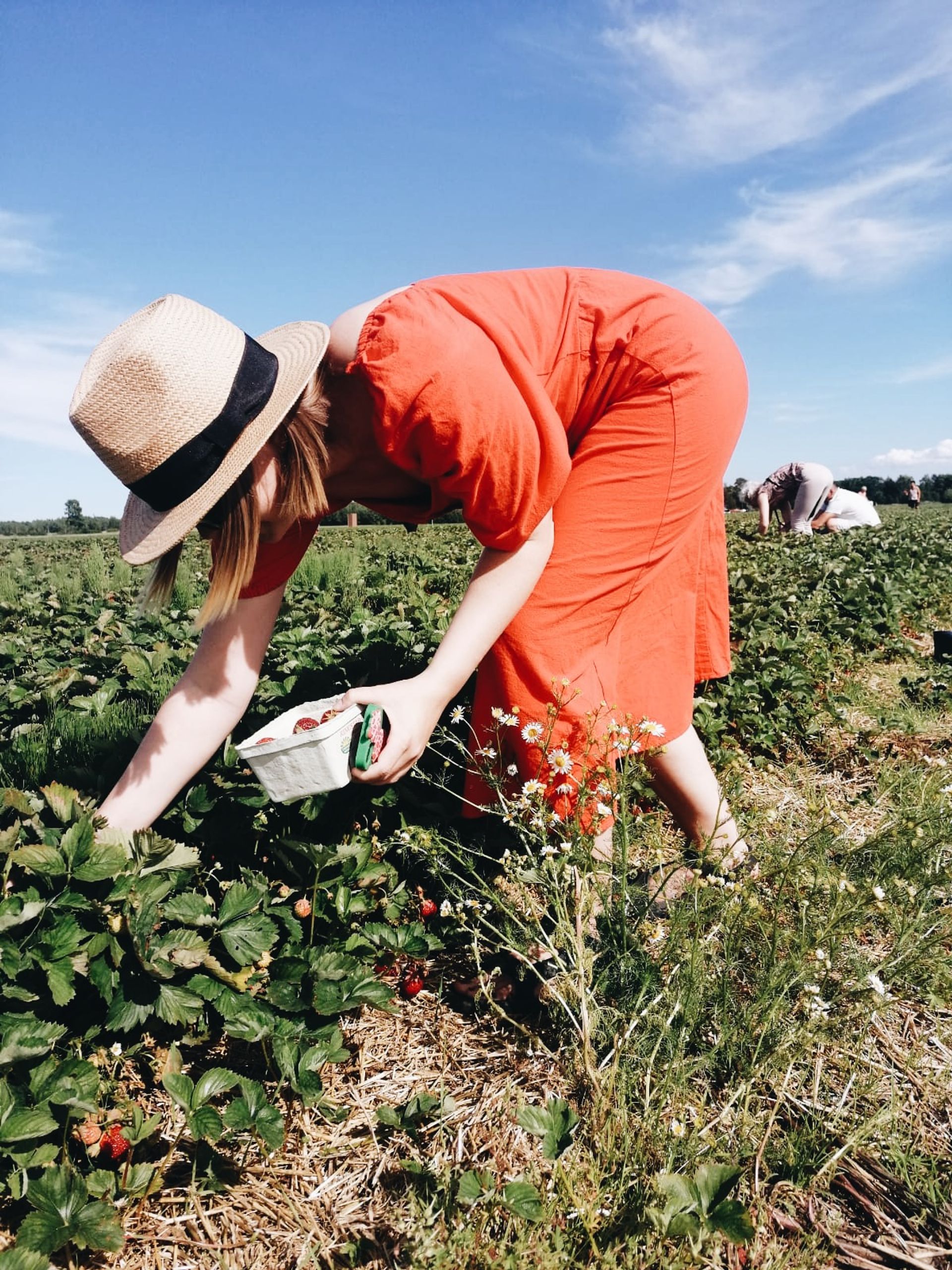 girl picking strawberies in field